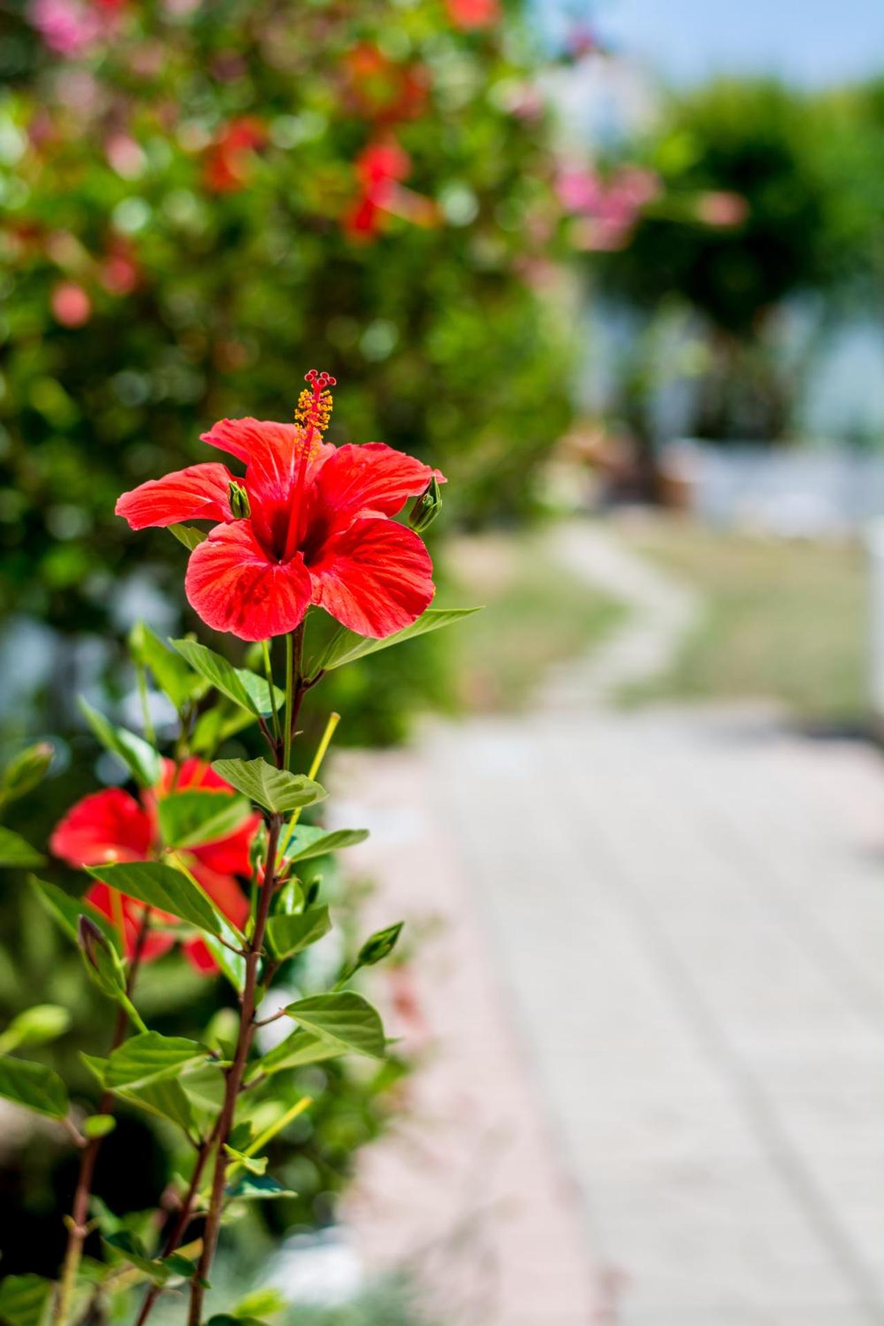 Salora Studio-Apartments - Photo 21