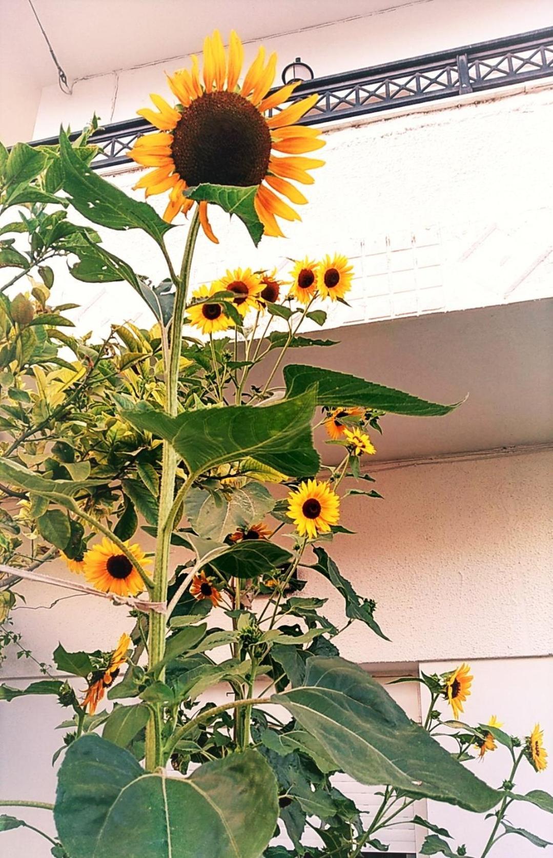 Summer View - Photo 25