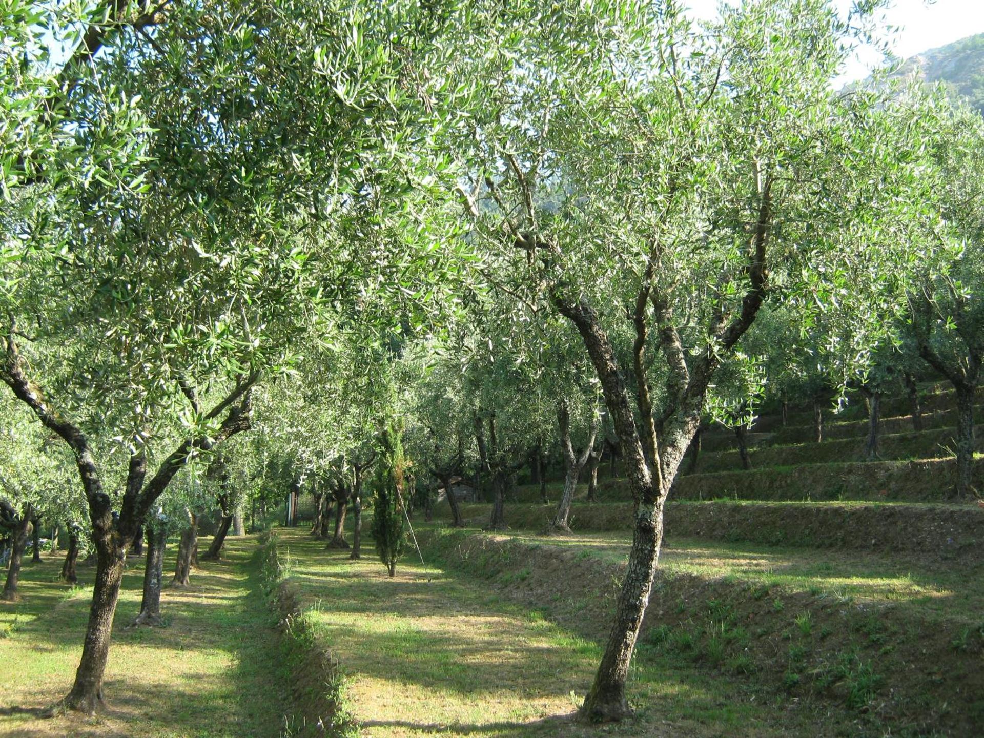 L'Arcadia - Photo 11