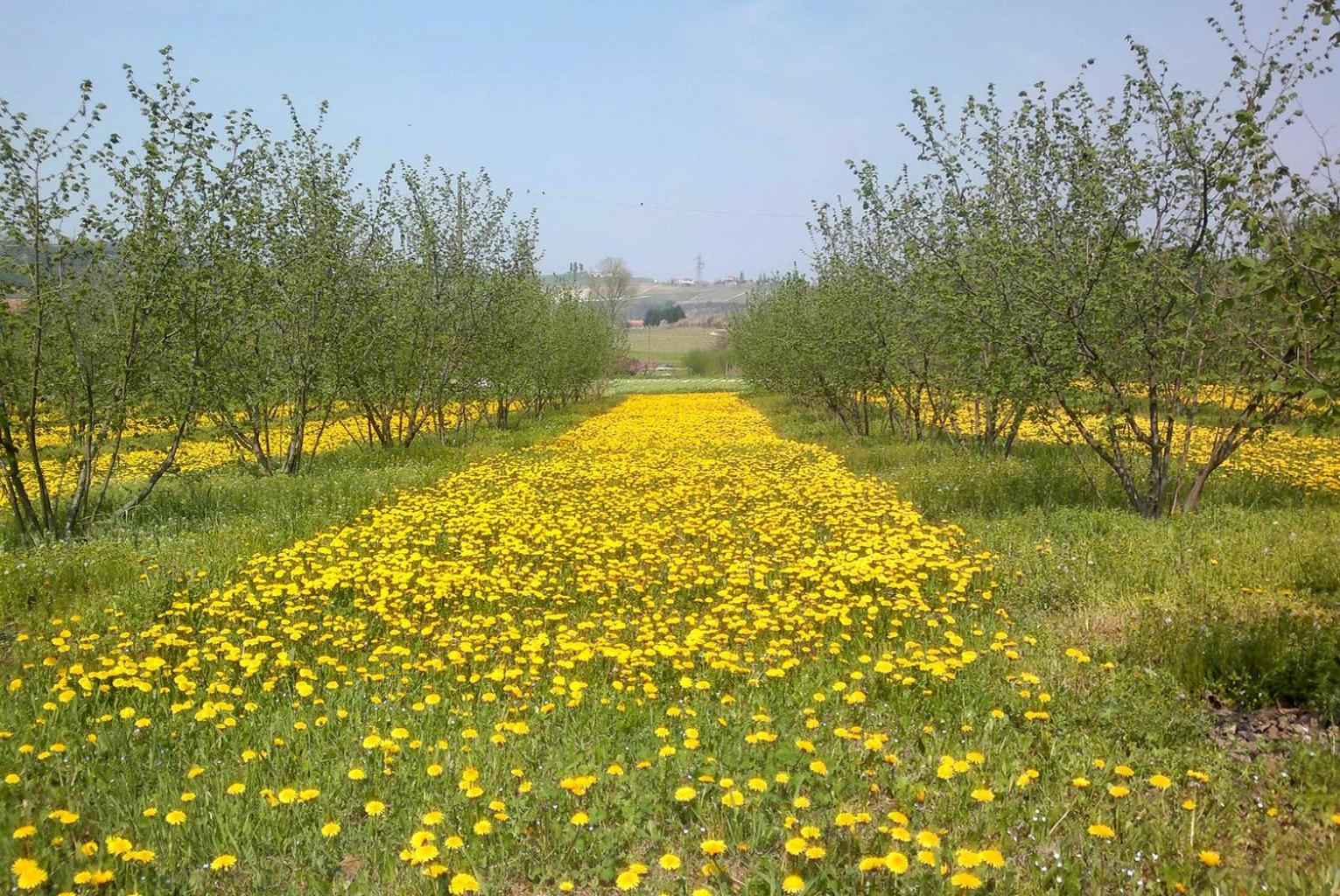 Cascina dei Giacinti - Photo 21