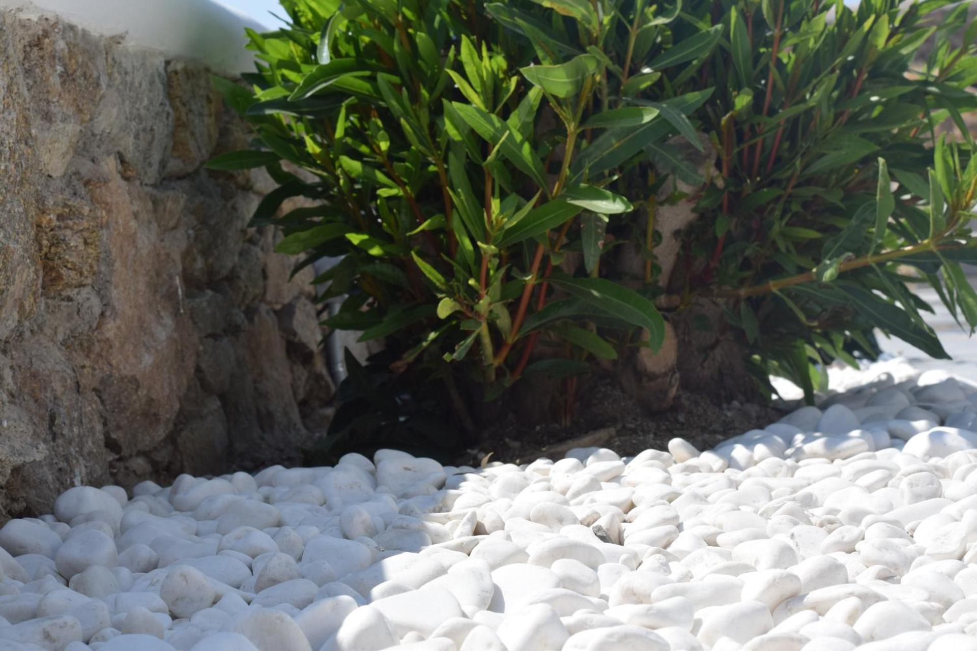 Sugar Blue - Photo 76