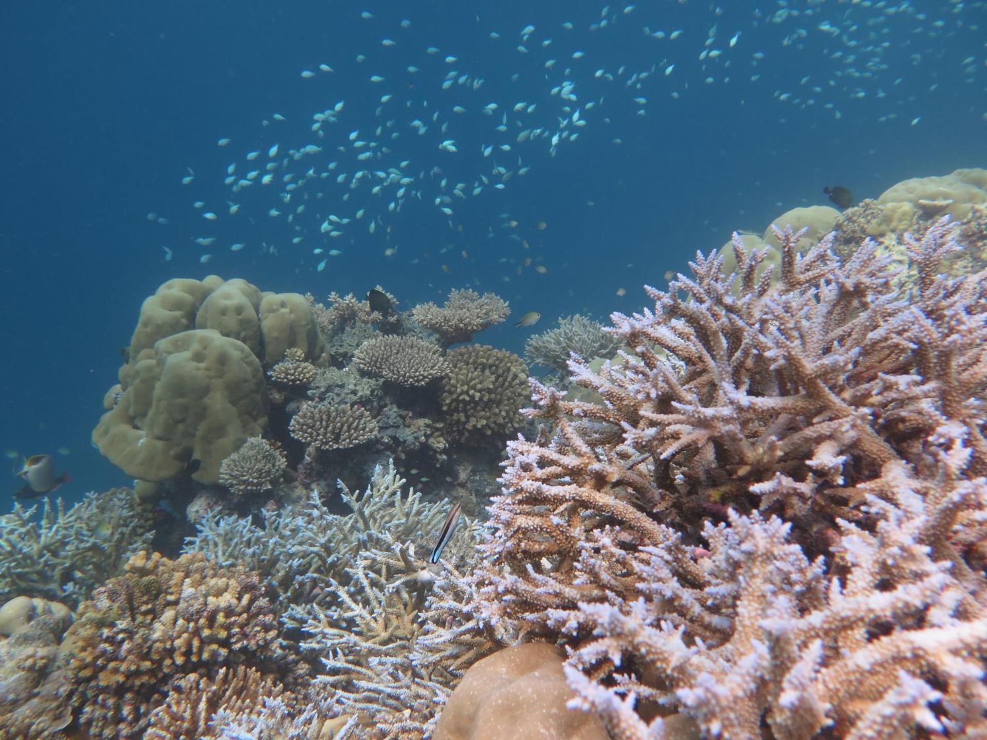 Dhawa Ihuru, part of Banyan Group - Photo 72