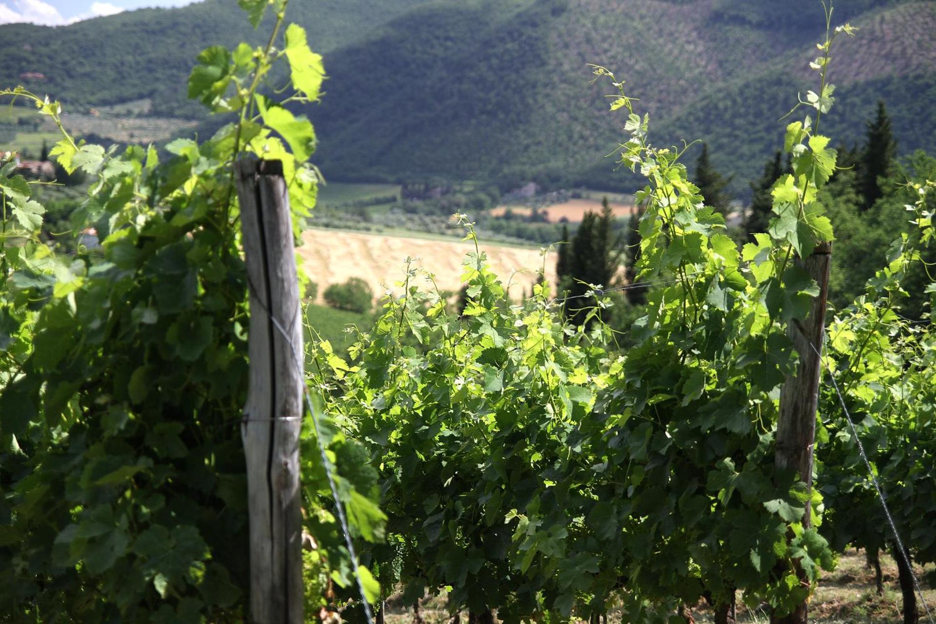 Podere Vignola - Photo 241