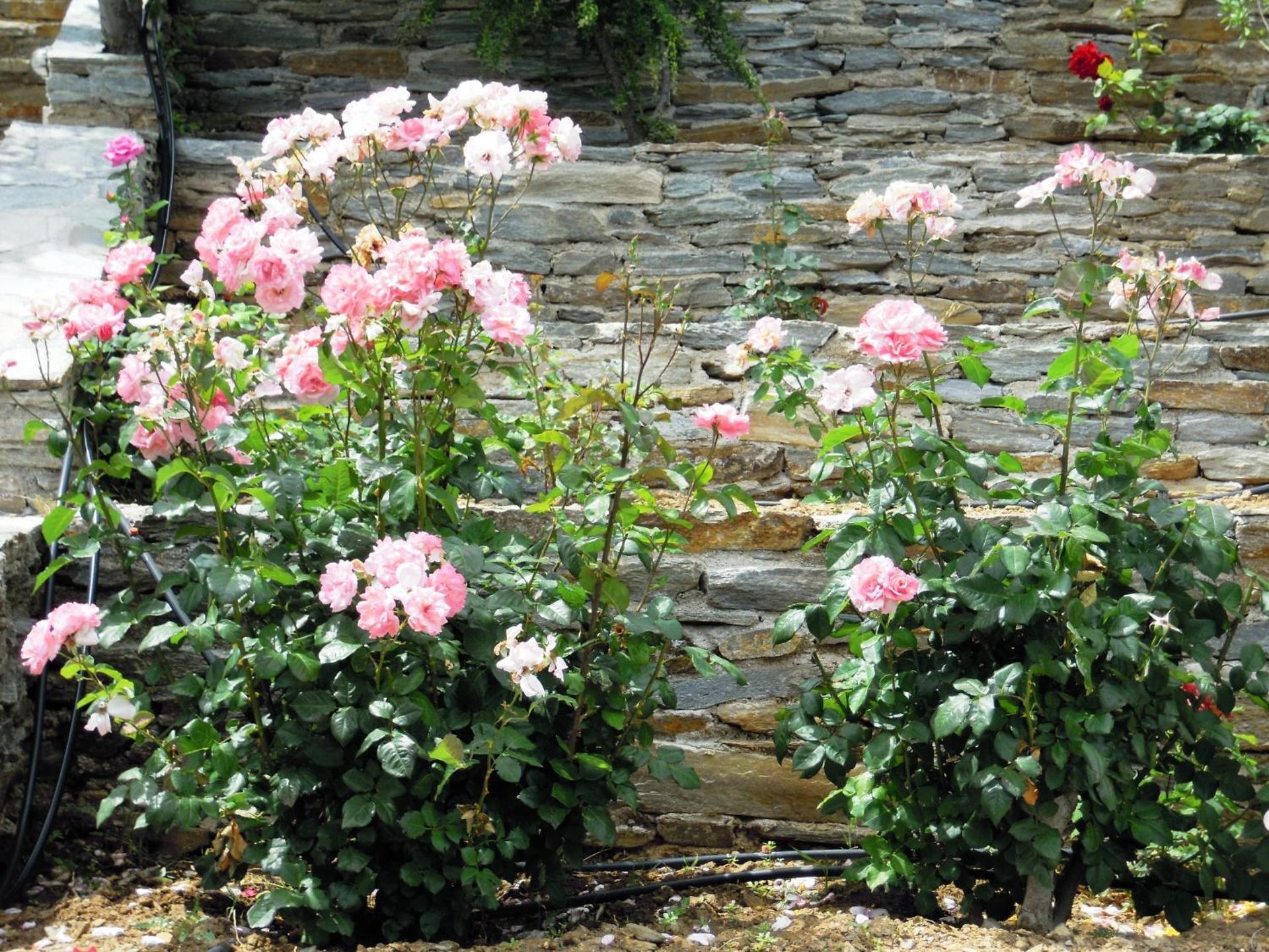 Blue Dolphin - Photo 205