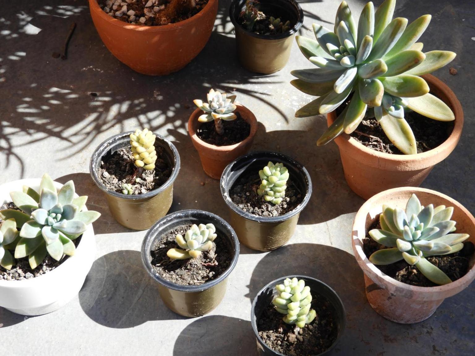 Pousada Dunasol Floripa - Photo 116