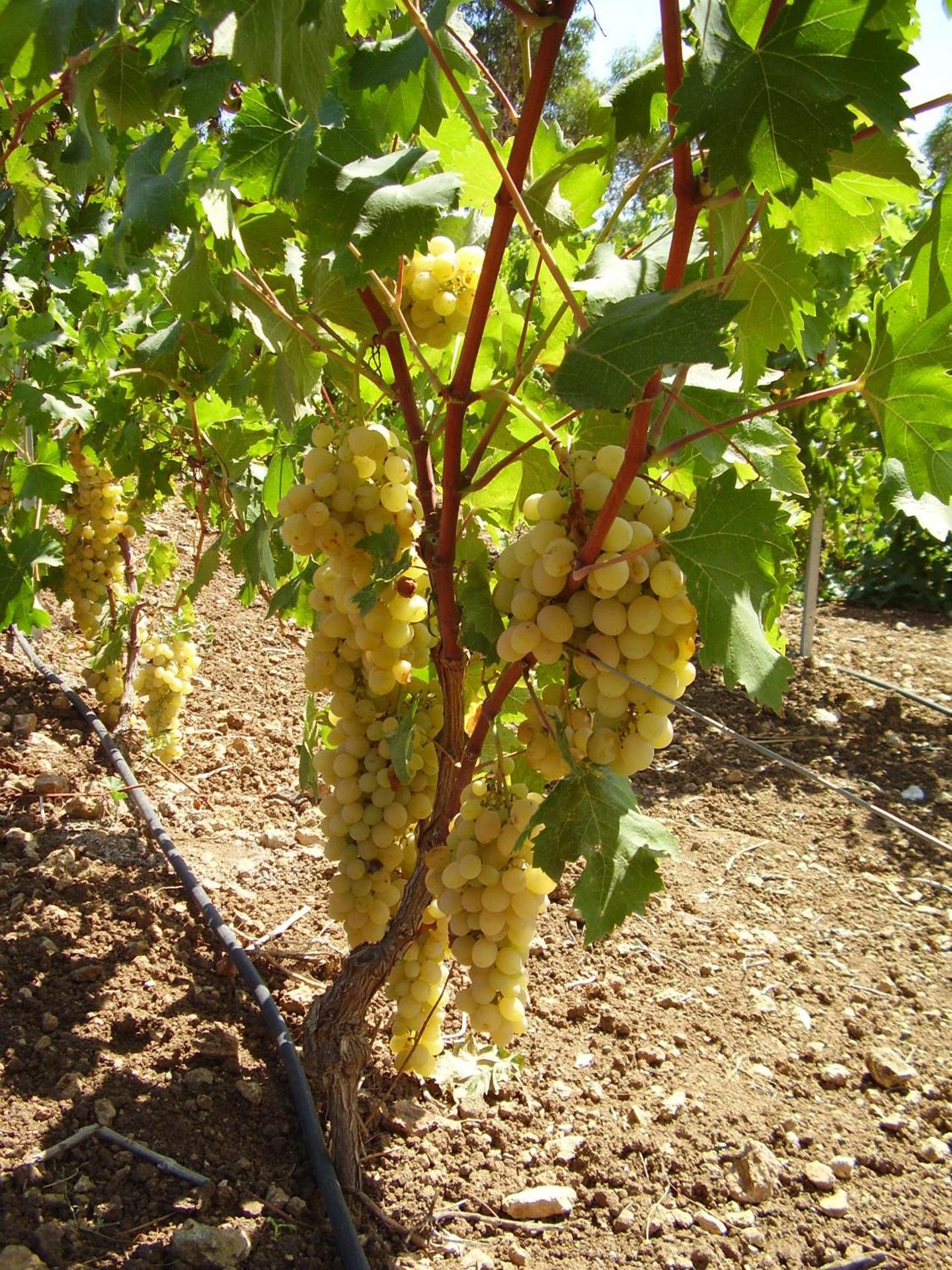 Agriturismo Cuile de Molino - Photo 71