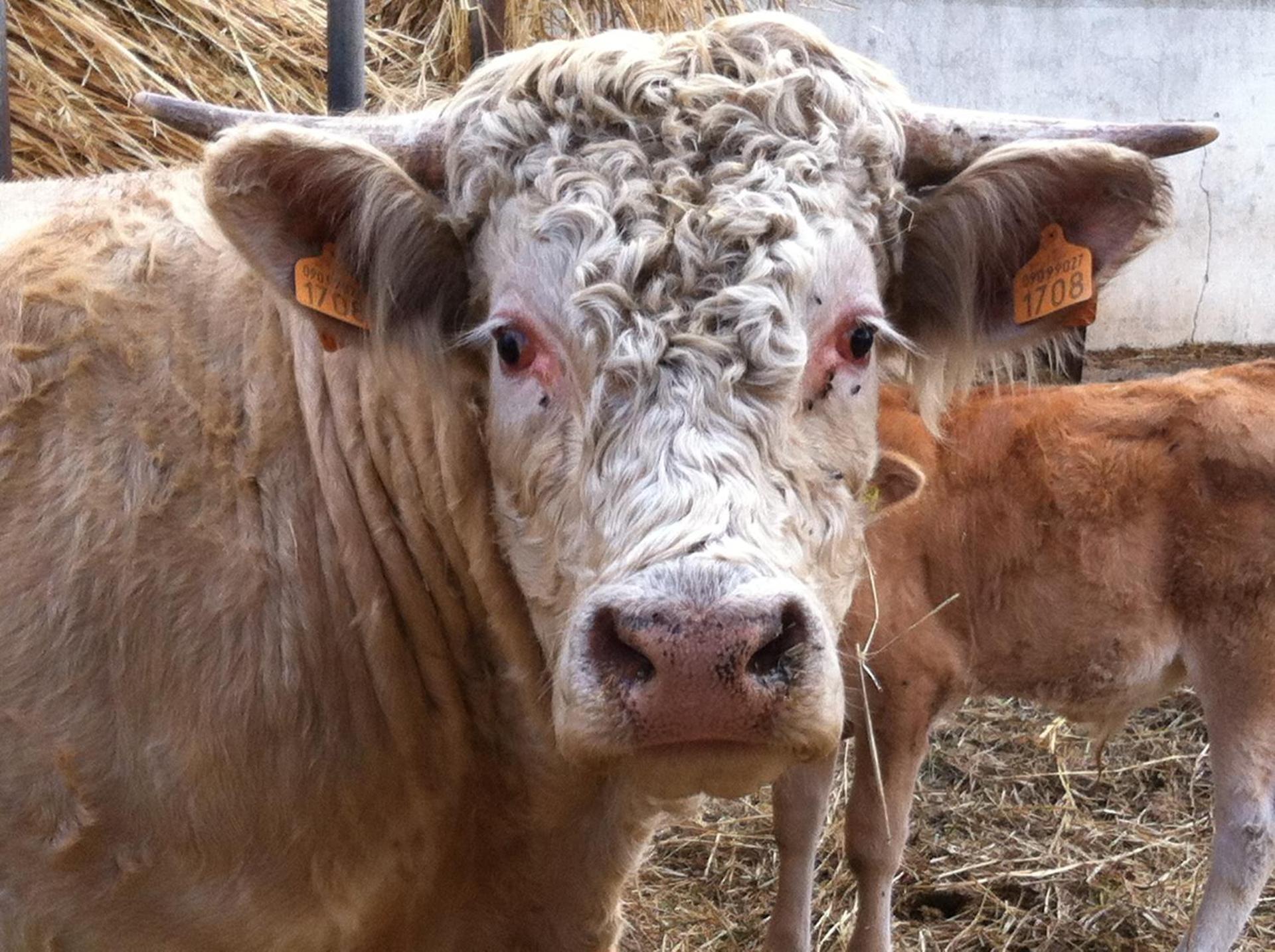 Agriturismo Cuile de Molino - Photo 50