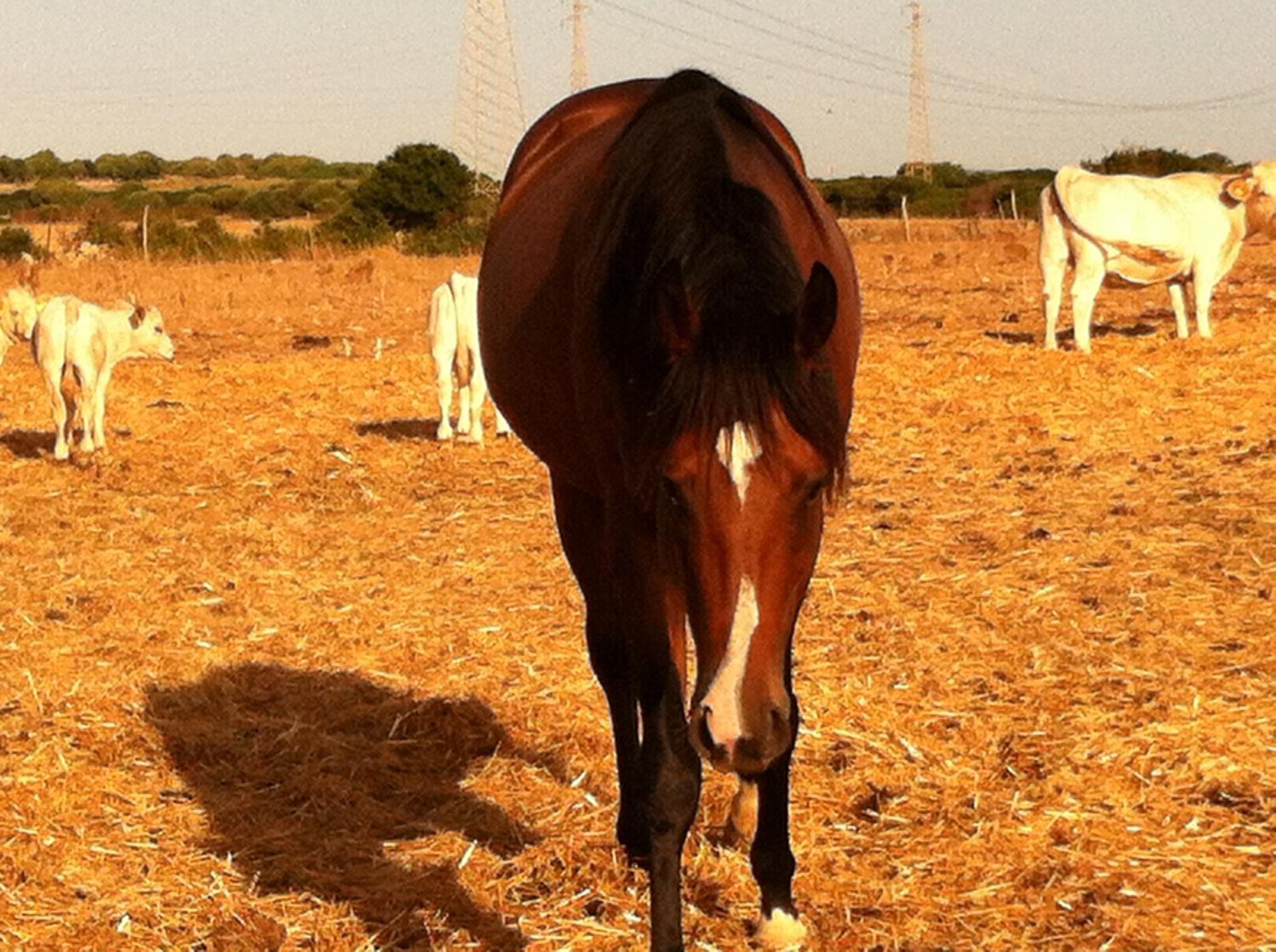 Agriturismo Cuile de Molino - Photo 51