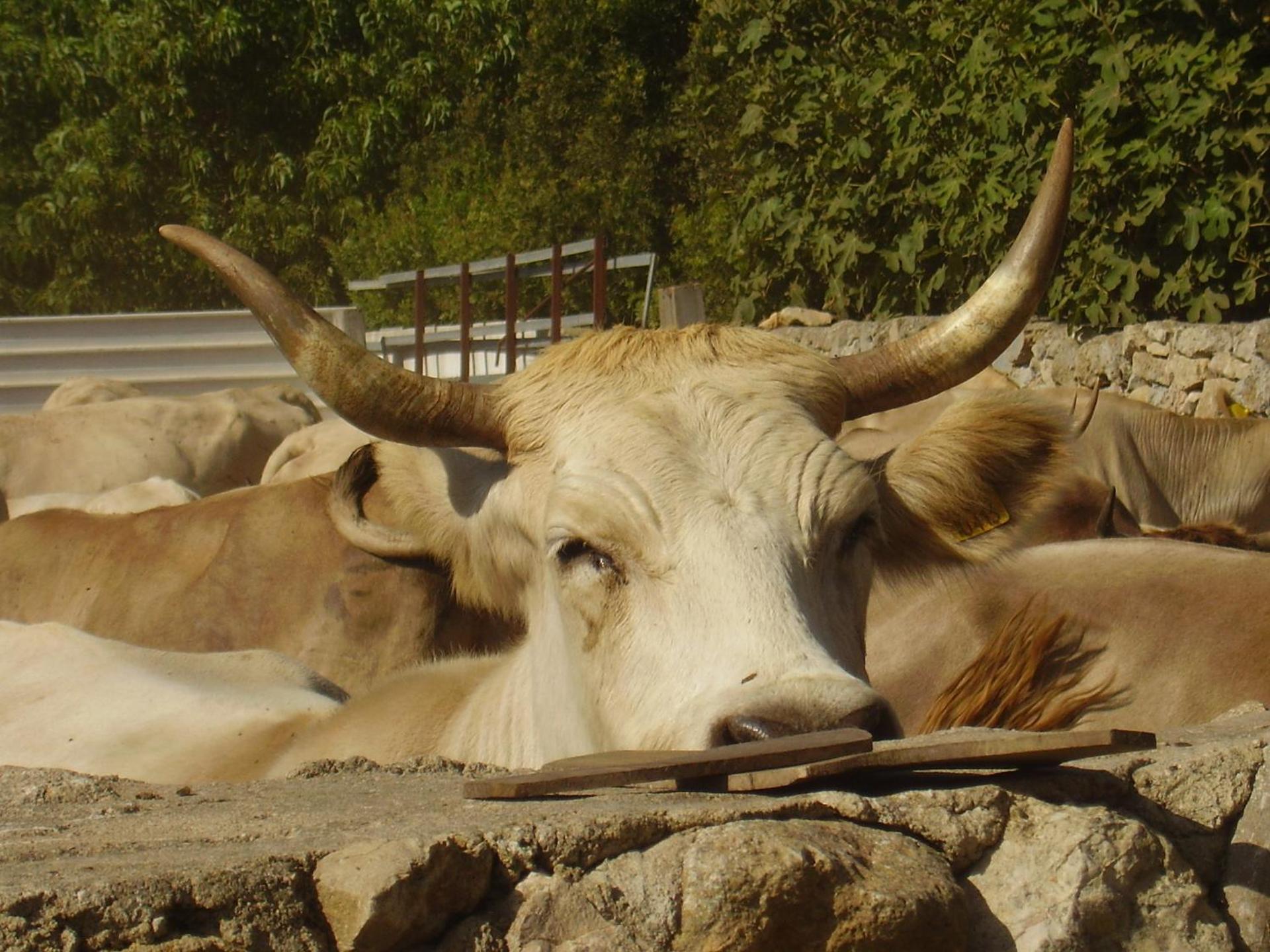 Agriturismo Cuile de Molino - Photo 59