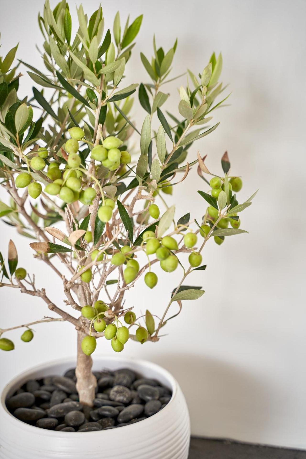 Agali Houses - Photo 159