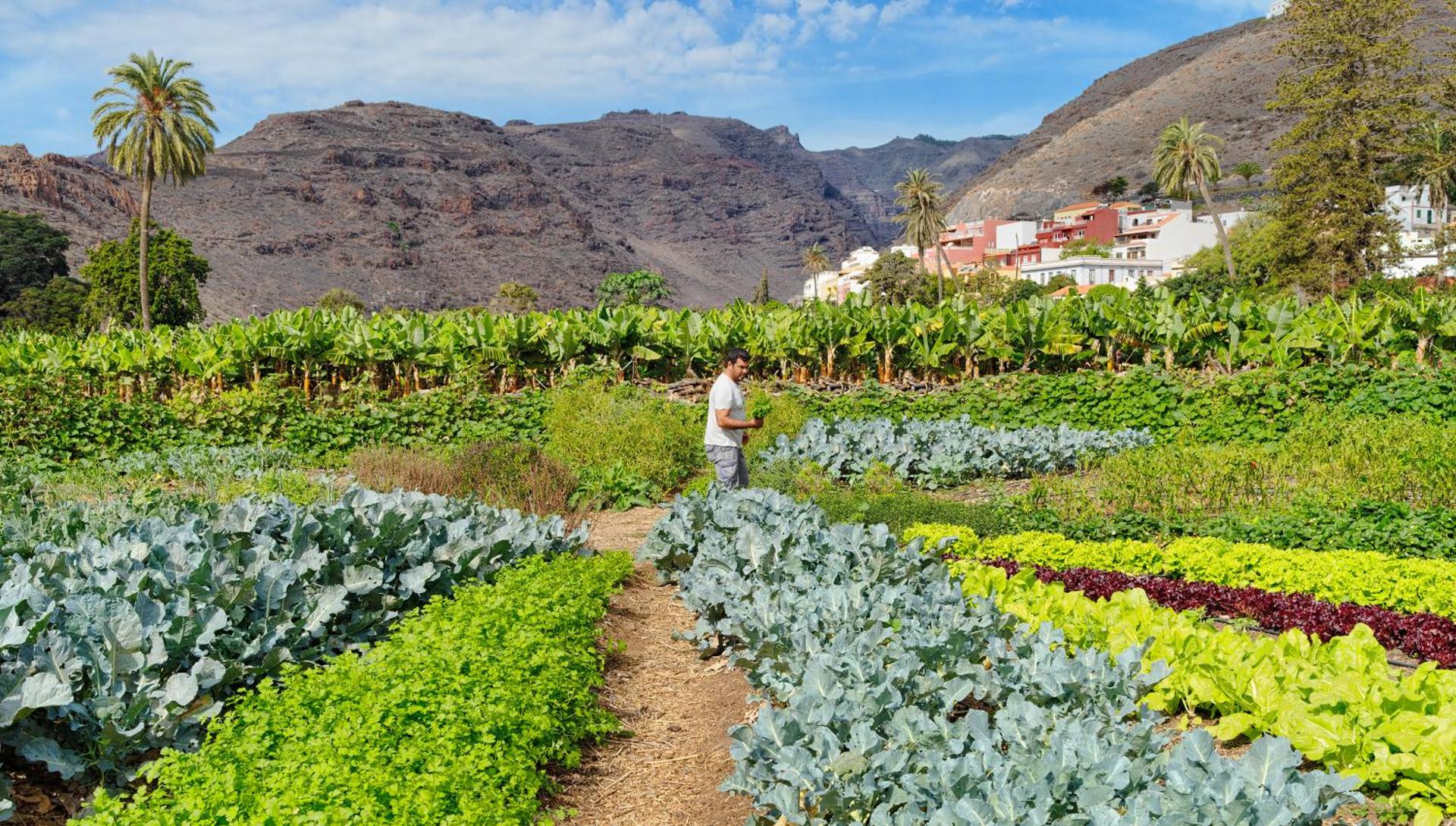 Hotel Jardín Tecina - Photo 63