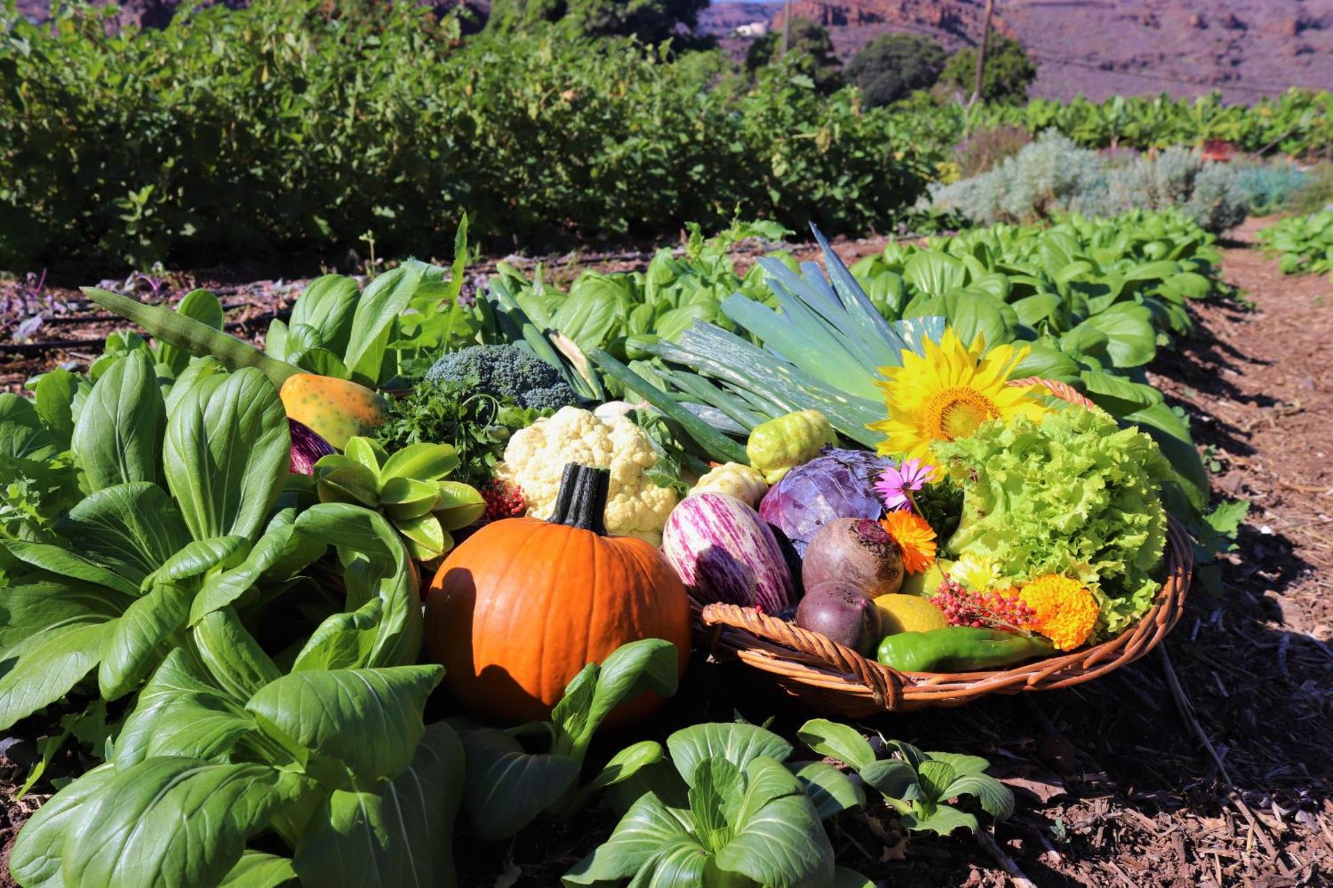 Hotel Jardín Tecina - Photo 59