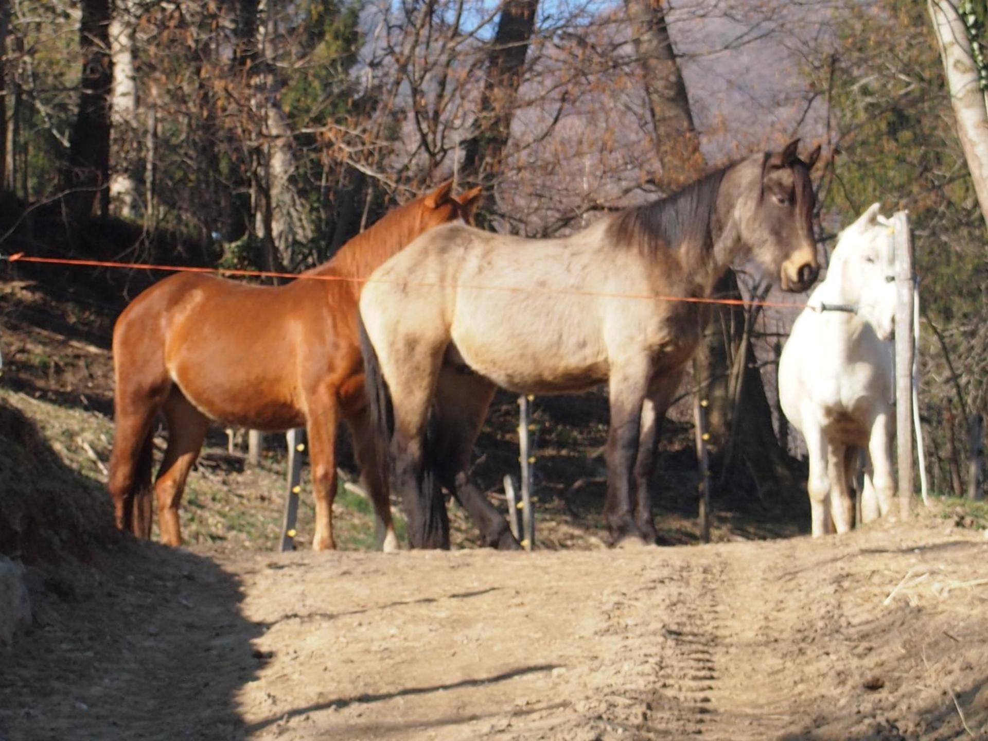 Cascina del Sole - Photo 5