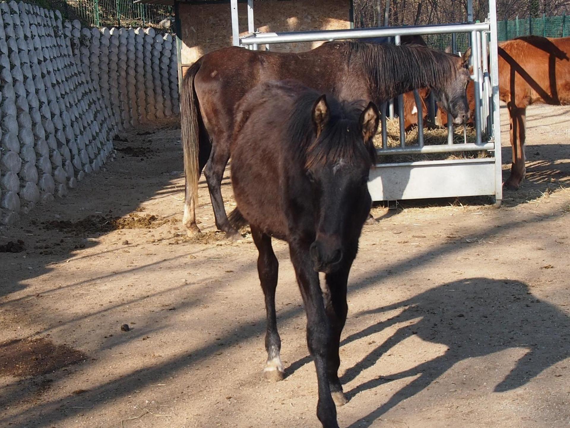 Cascina del Sole - Photo 4