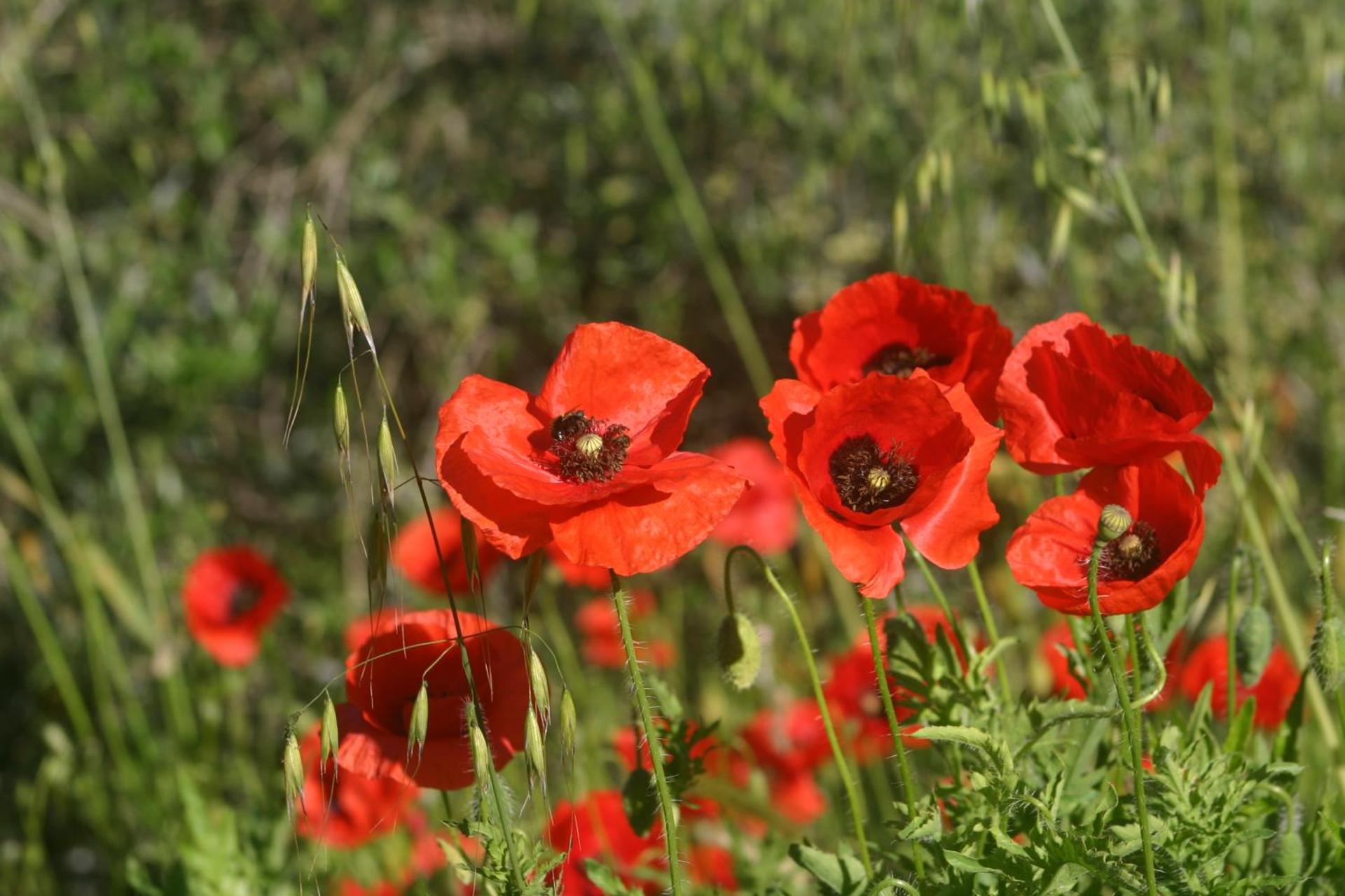 Pausania Inn - Photo 61