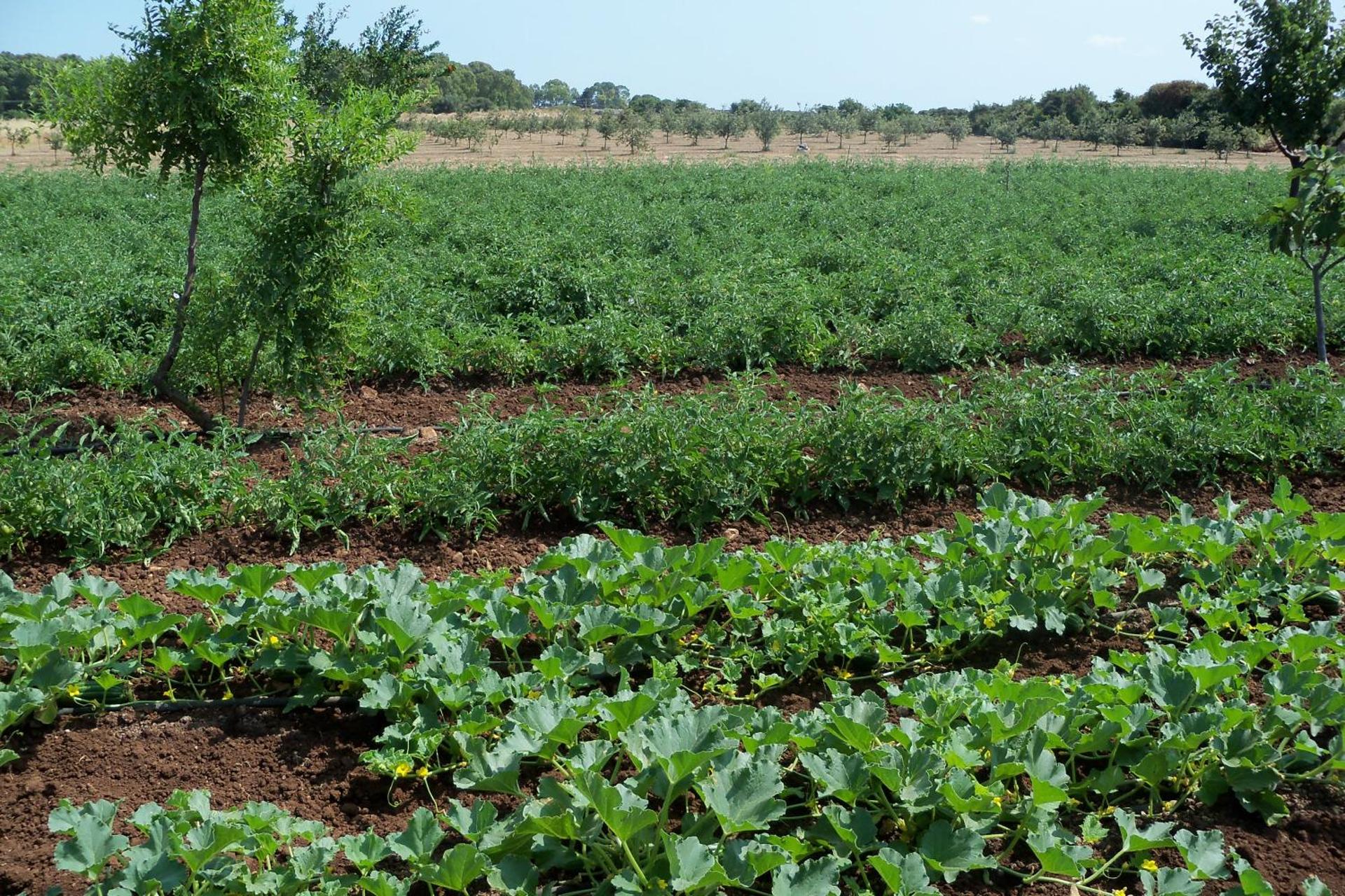 Agriturismo Il Pavone - Photo 67