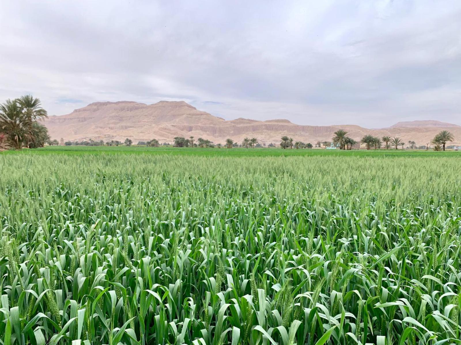 New Memnon Hotel - Photo 67