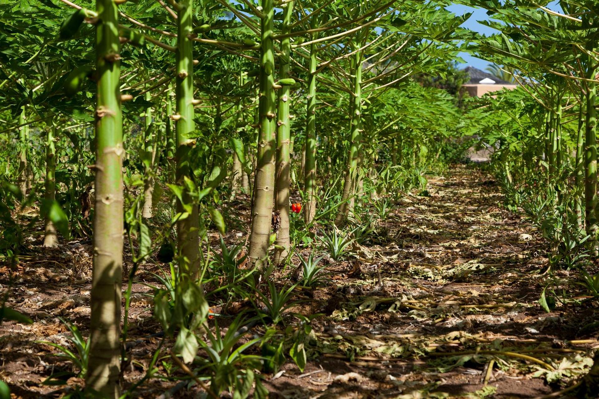 Hotel Jardín Tecina - Photo 62