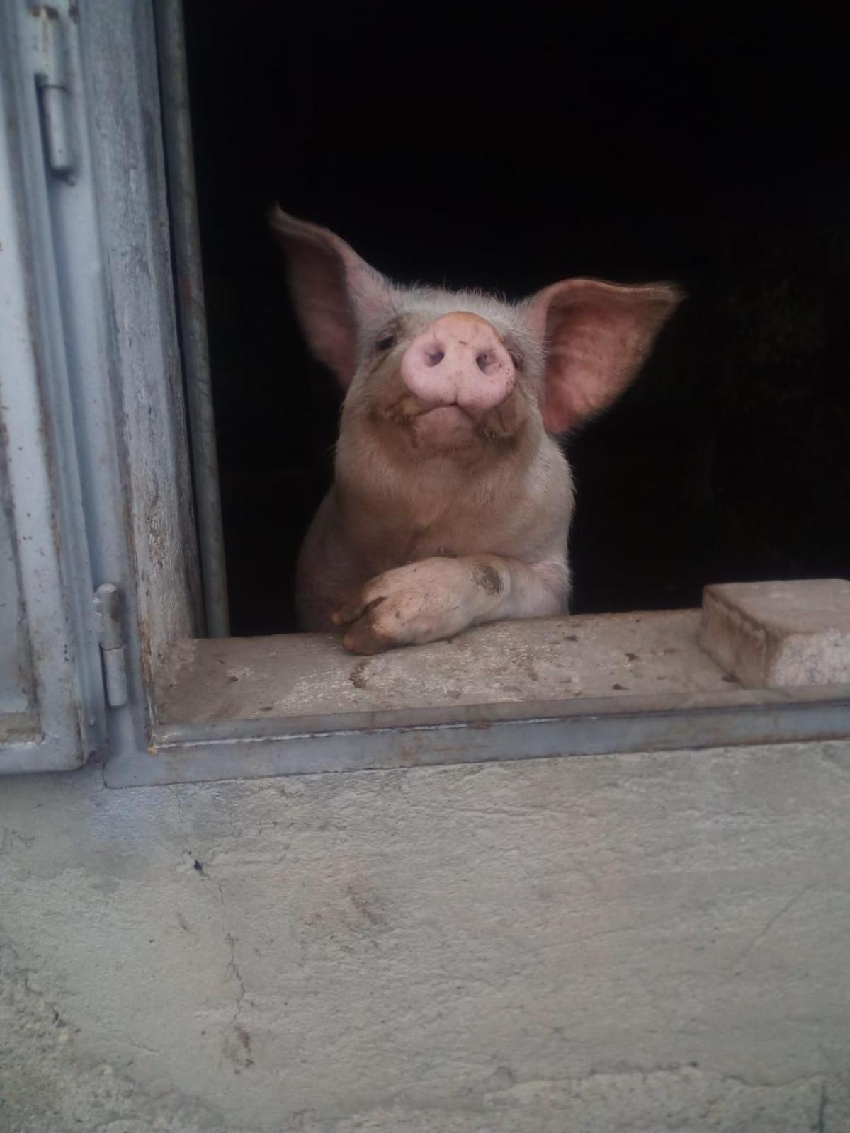 Cascina del Sole - Photo 13