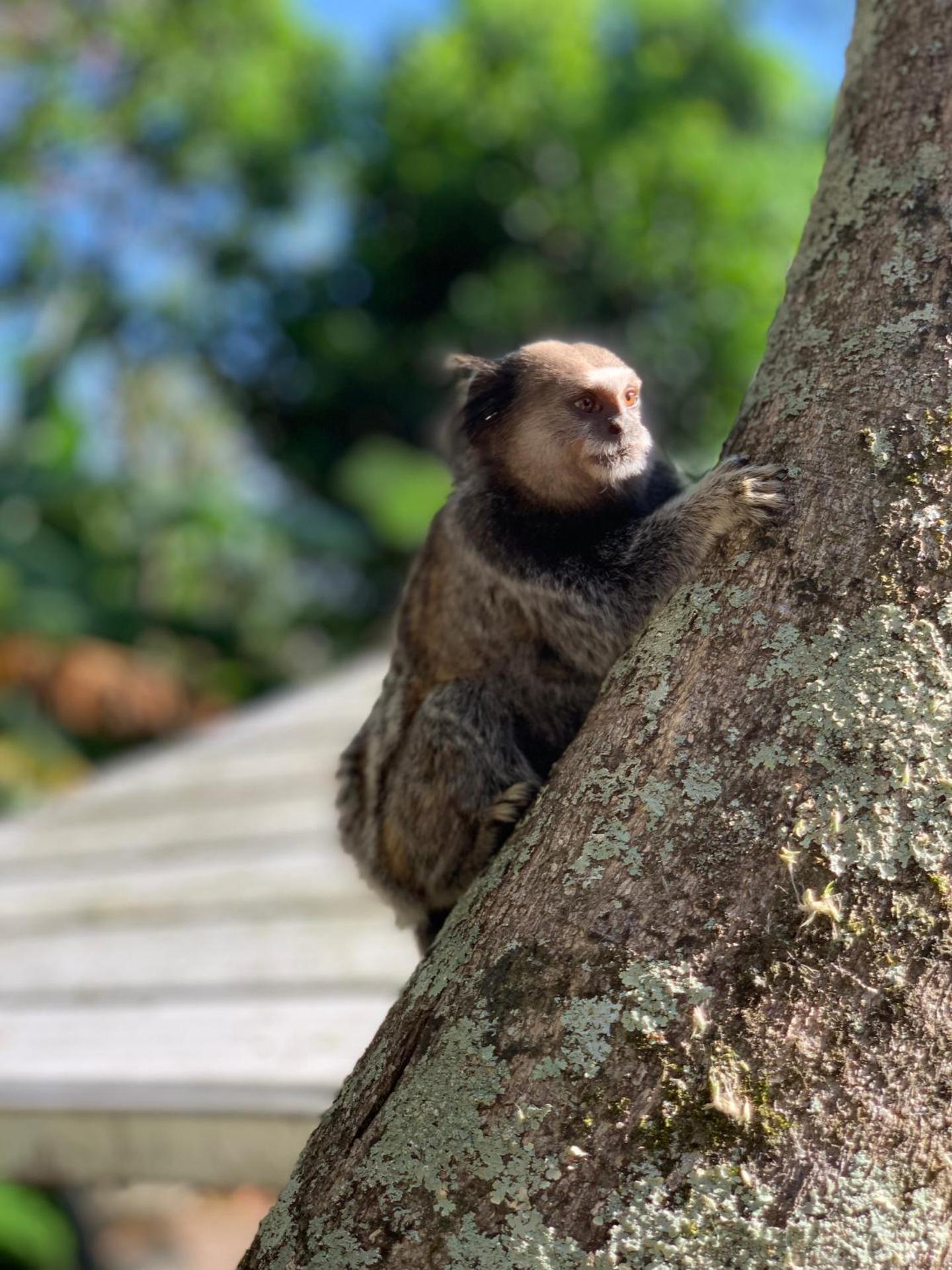 Hotel São Sebastião da Praia - Photo 104