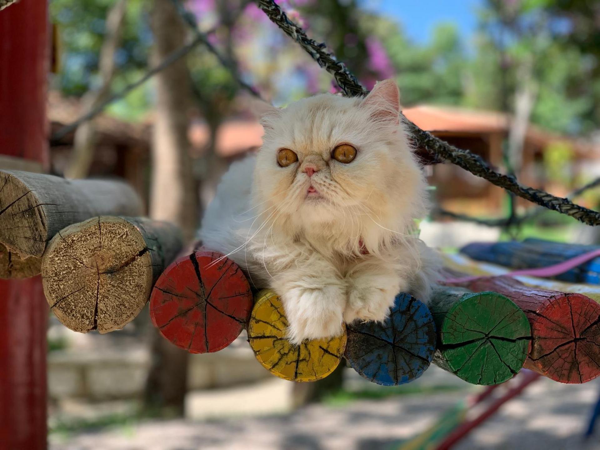 Hotel São Sebastião da Praia - Photo 107