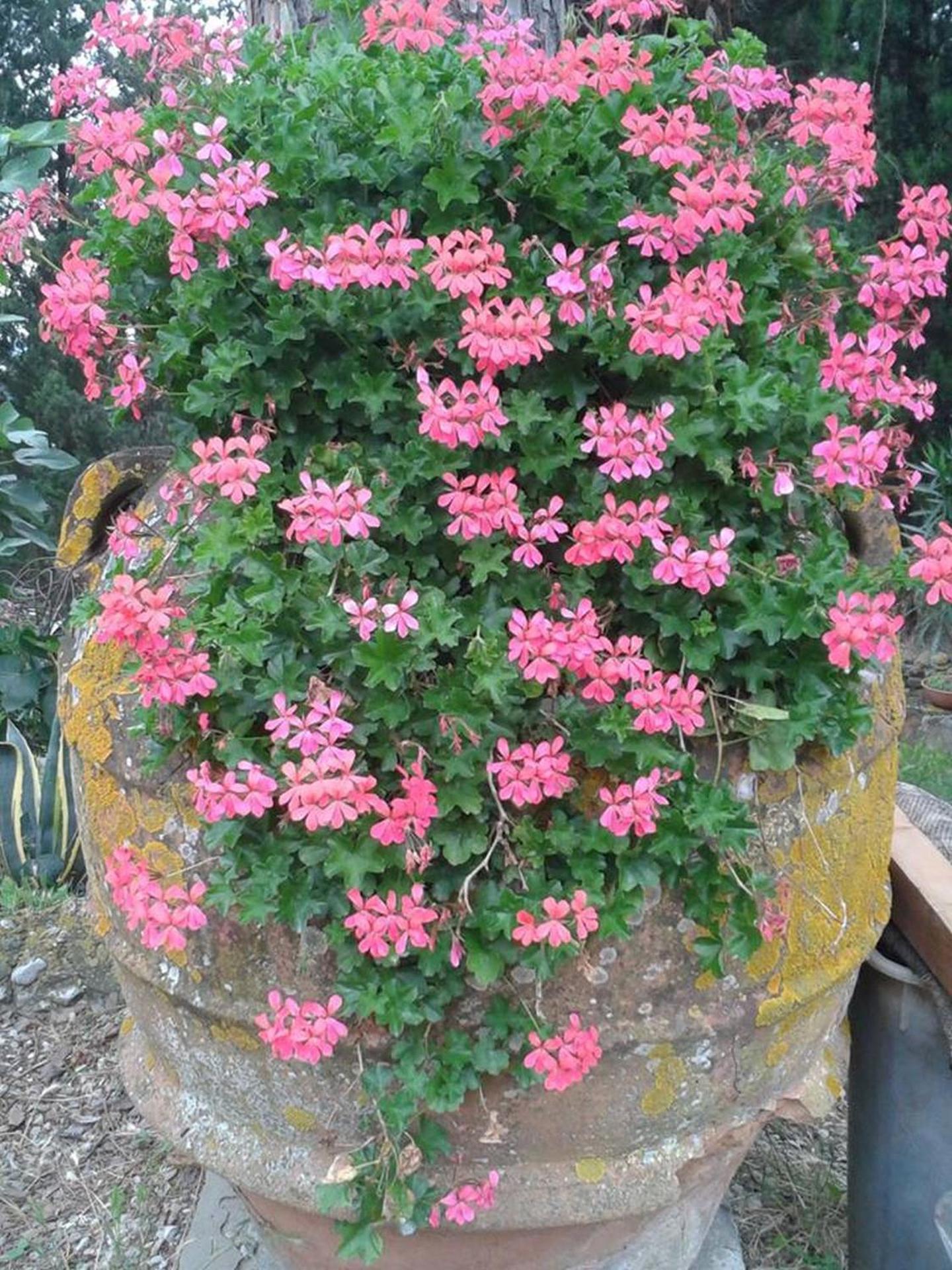 Agriturismo Martignana Alta - Photo 28