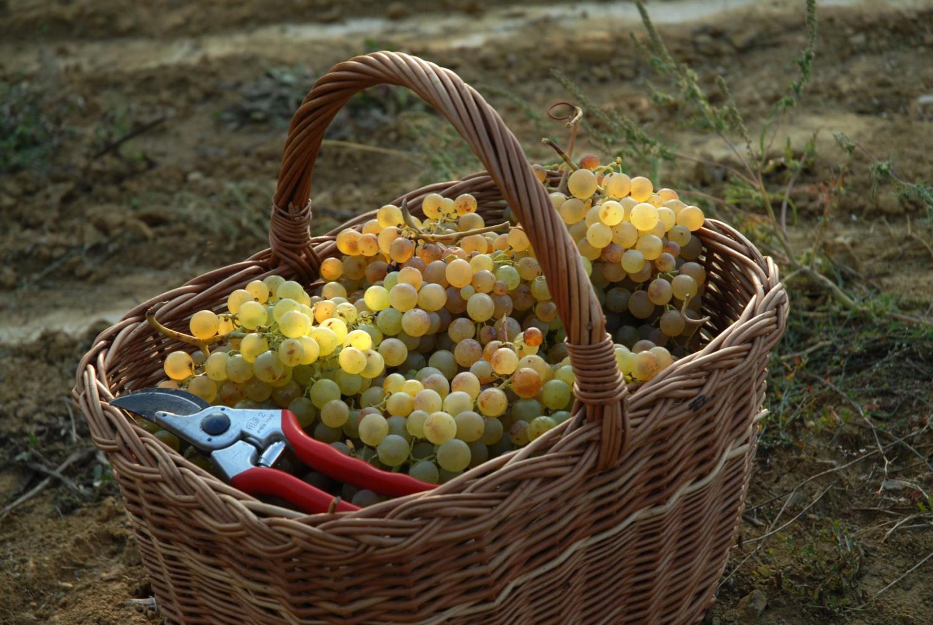 B&B Il Poggio di Gavi - Photo 3