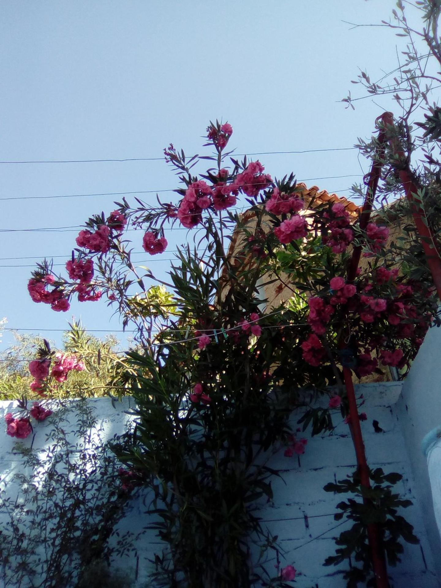 Dar Dalia - Photo 10