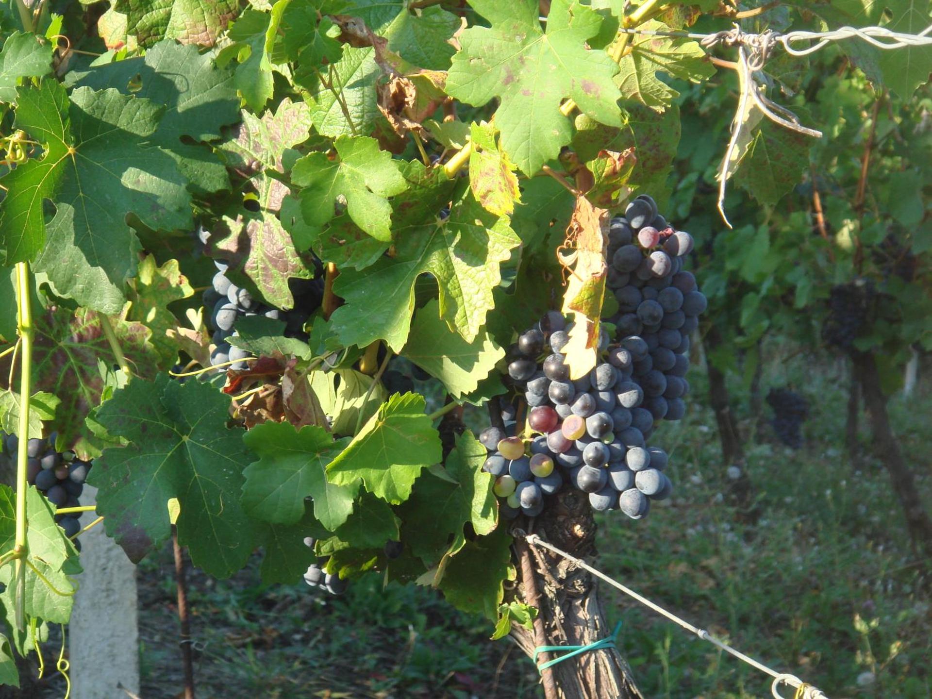 Agriturismo Relais "il Bricco" - Photo 26