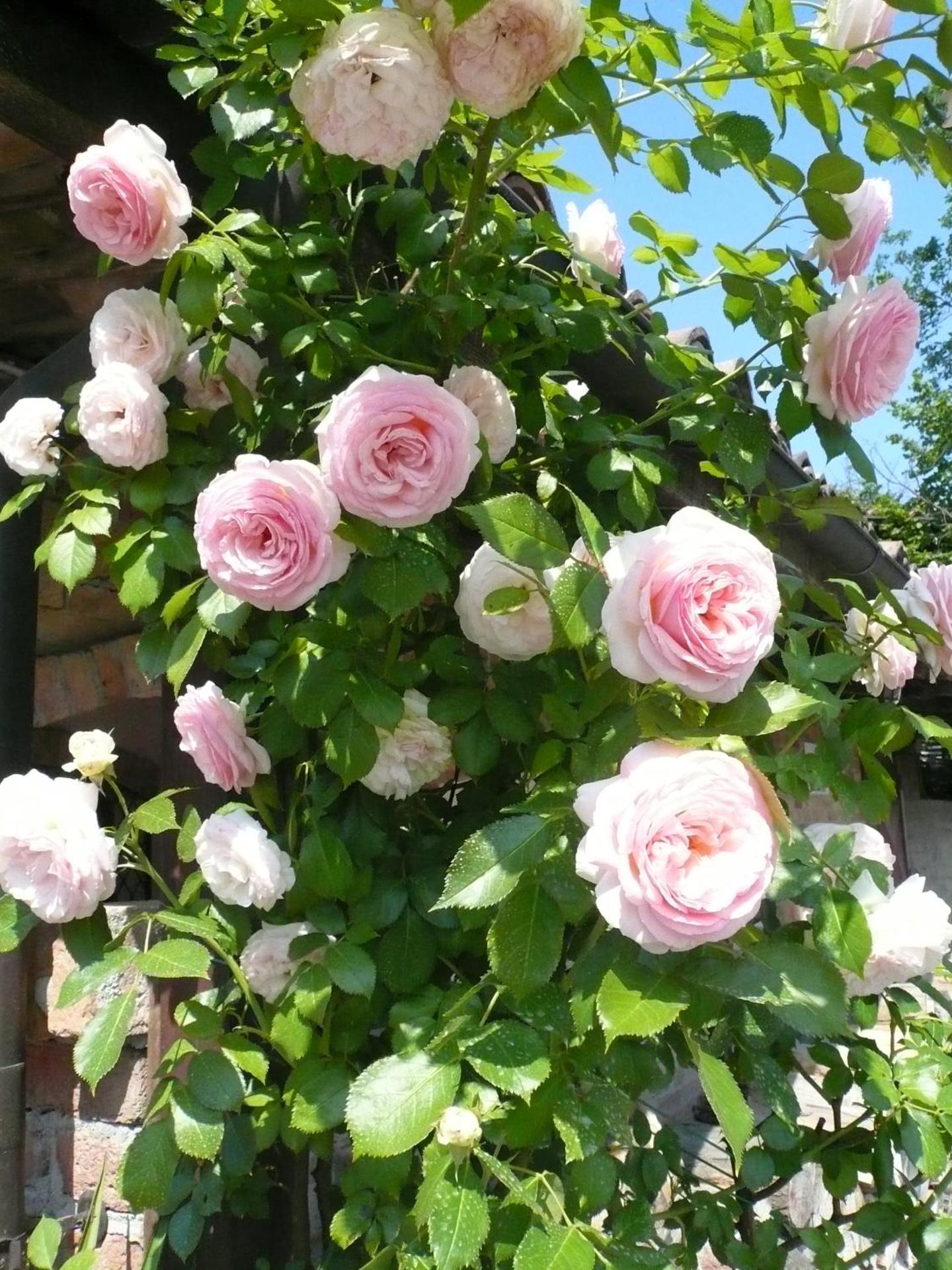 Agriturismo Relais "il Bricco" - Photo 27