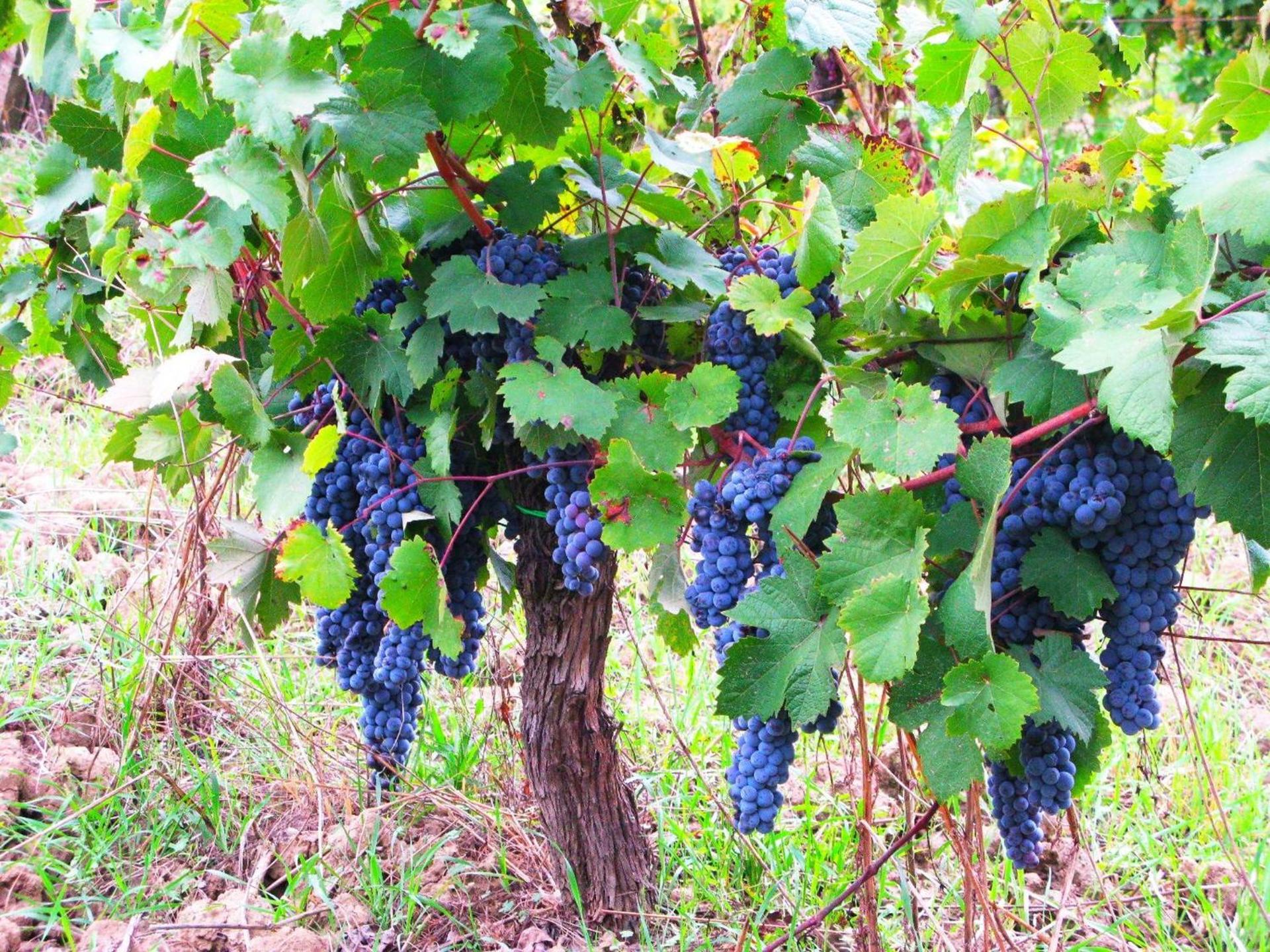 Agriturismo Martignana Alta - Photo 45