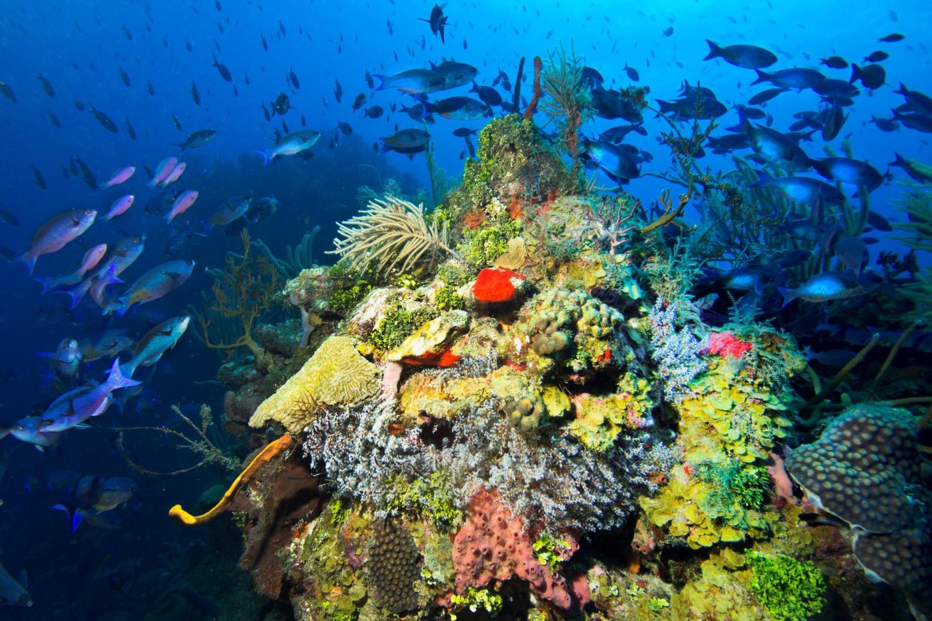 Barefoot Cay Resort - Photo 17