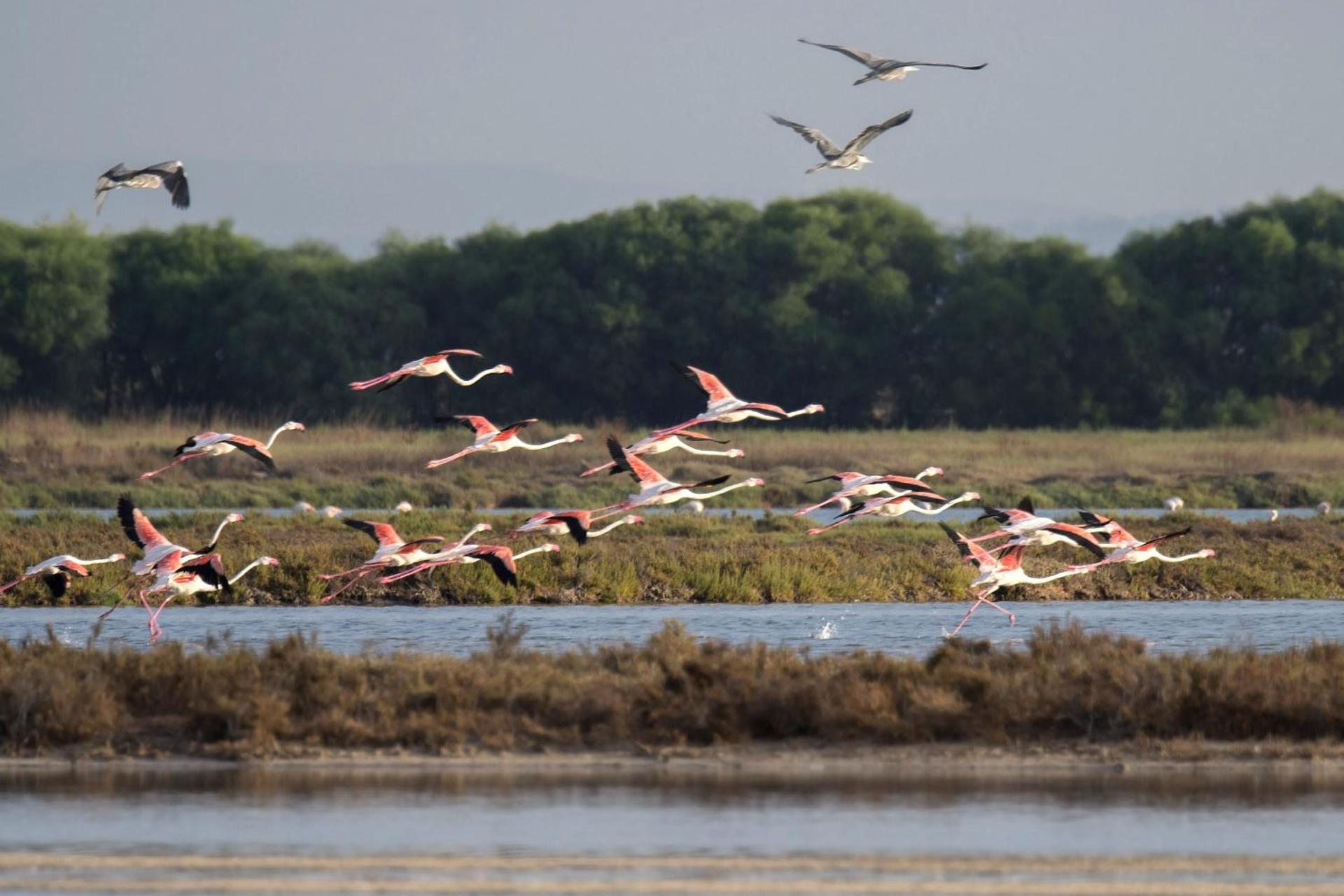 Sa Pedrera Country Hotel - Photo 9
