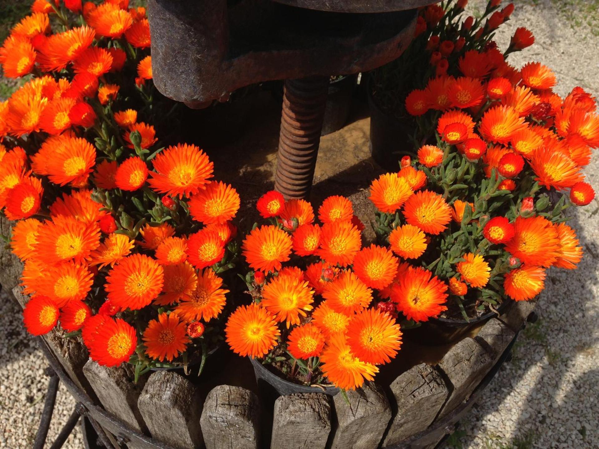 Domus Agricolae Corallina - Photo 30