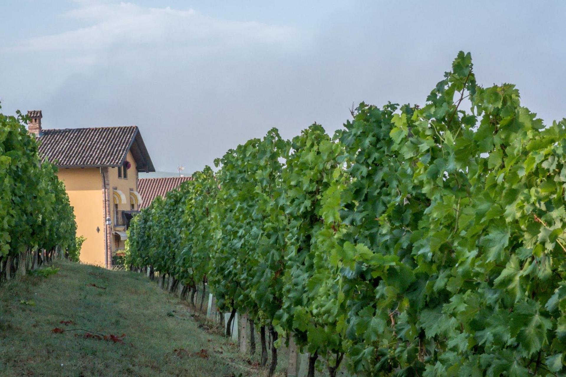 Mongalletto - Photo 22