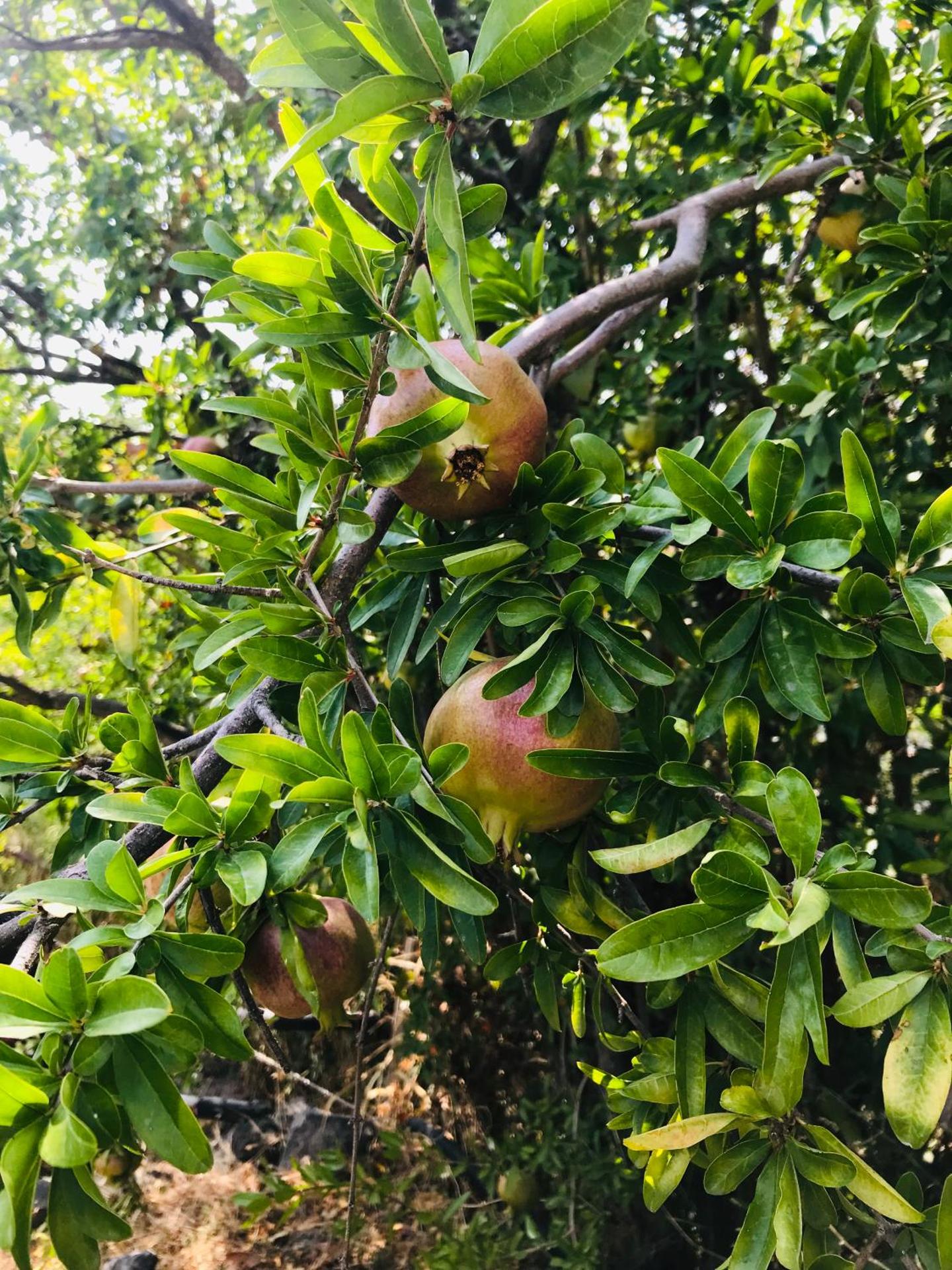 Domus Agricolae Corallina - Photo 39