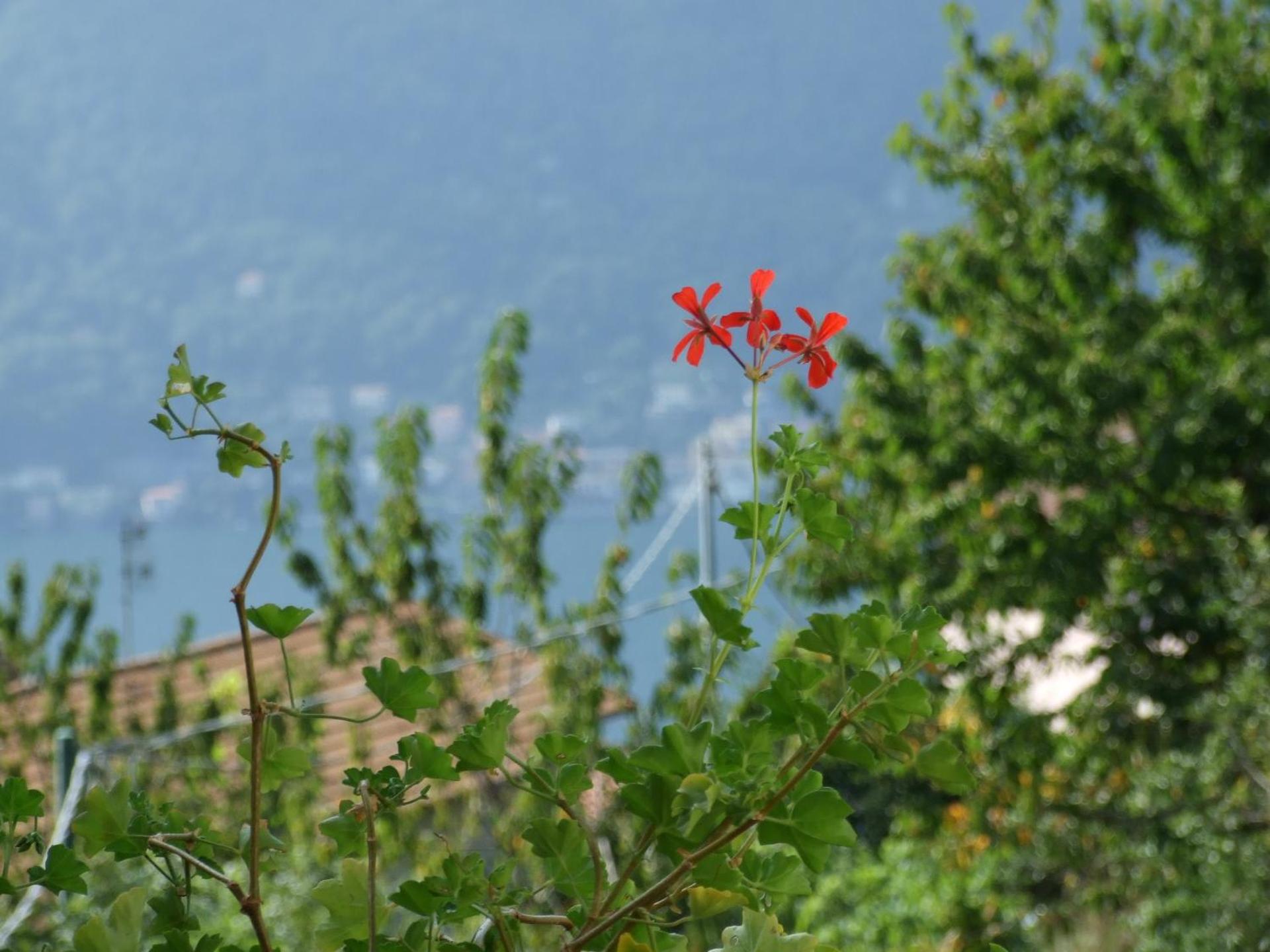 La Ruota del Mulino - Photo 41