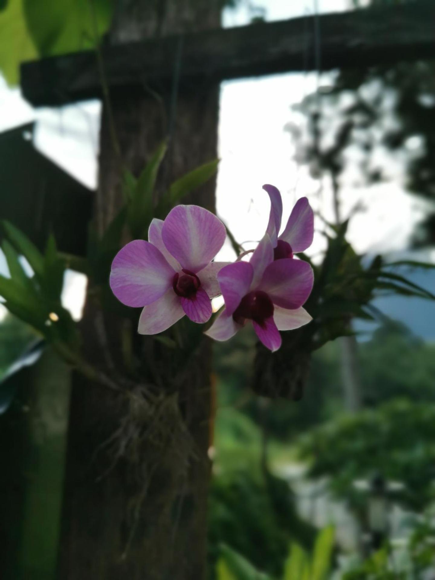 Mon Kiang-Dao Resort - Photo 7
