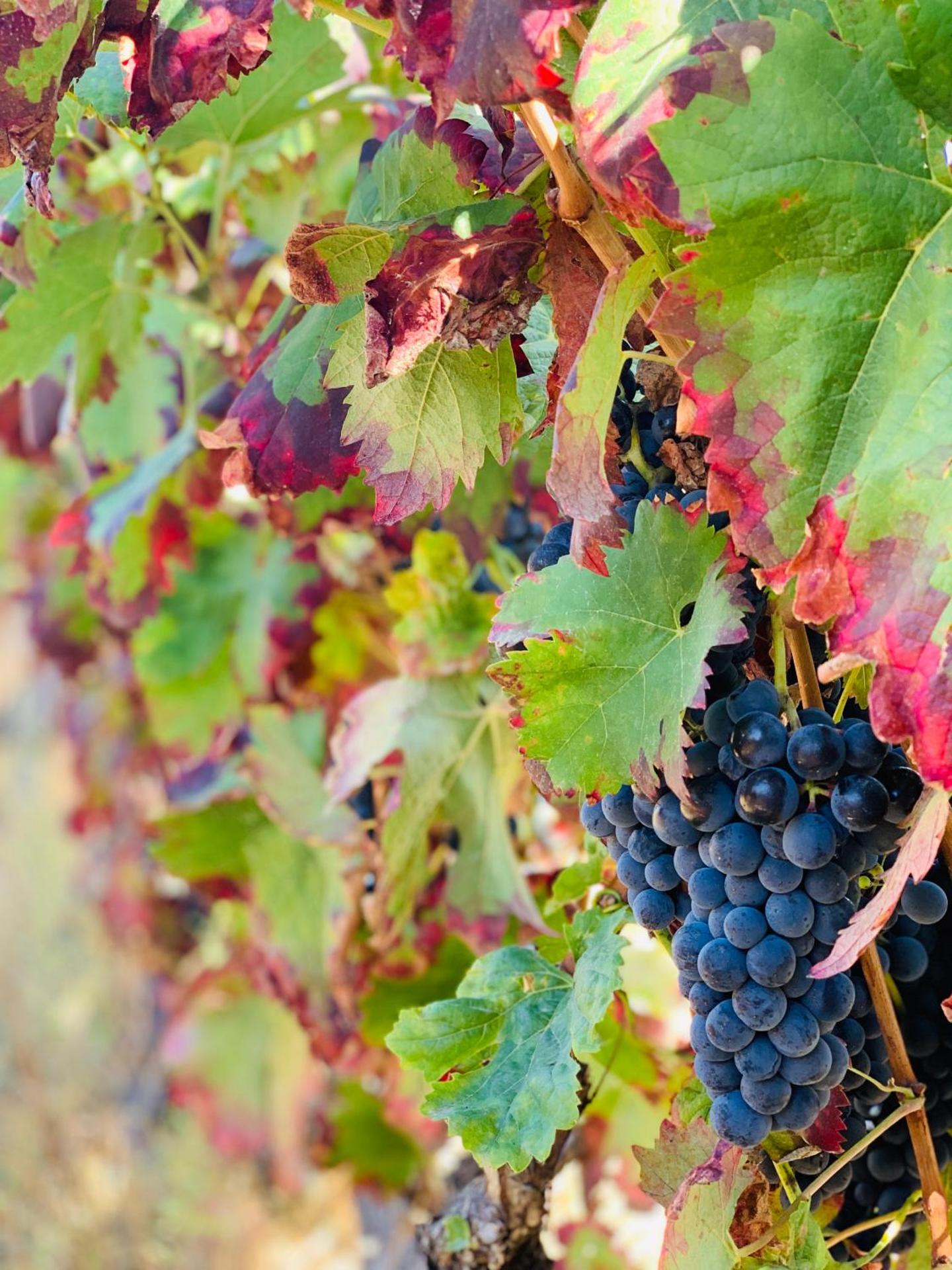 Casa de Sao Miguel Douro - Photo 198