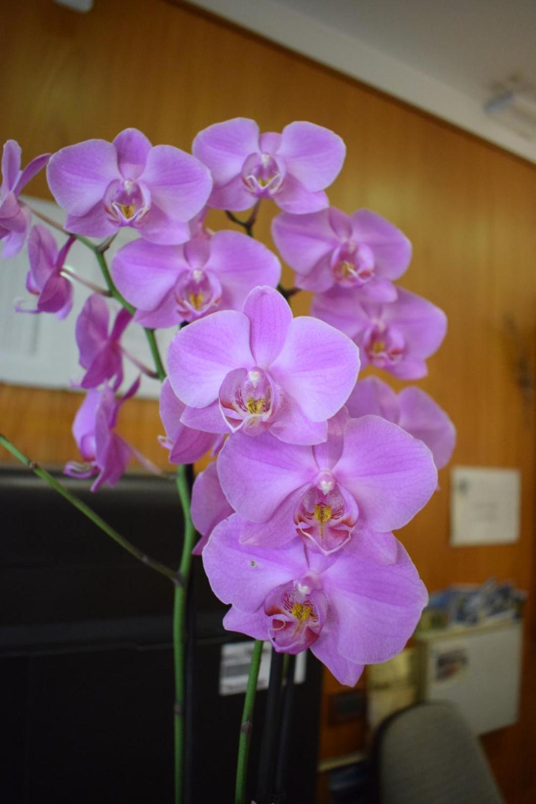 Hotel Principe - Photo 4