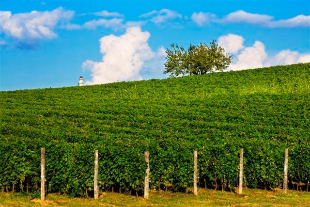 Albergo l'Ostelliere - Villa Sparina Resort - Photo 8