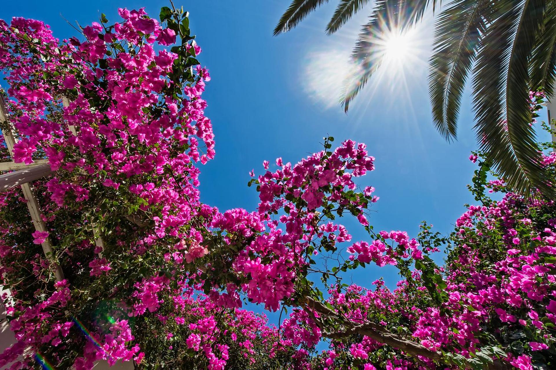 Atlantis Beach Villa - Photo 11