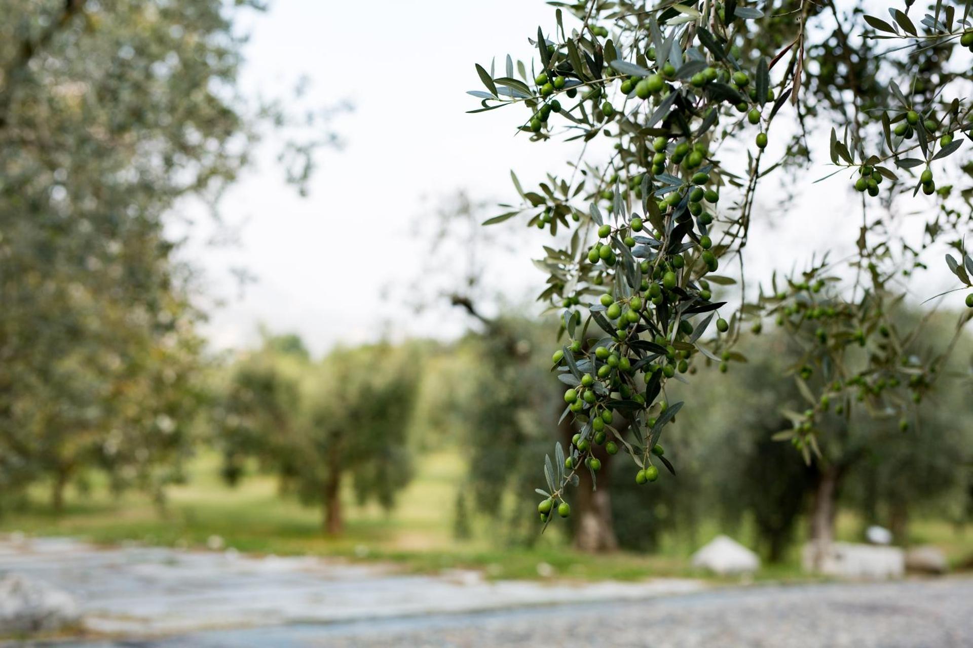 Villa Arcadio - Photo 18