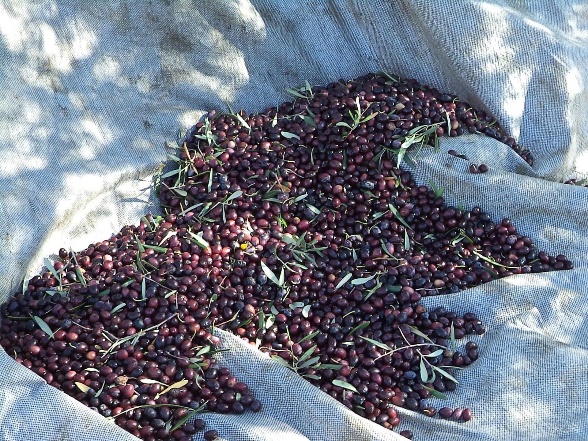 Hotel Andreas - Agistri (Skala) - Photo 39