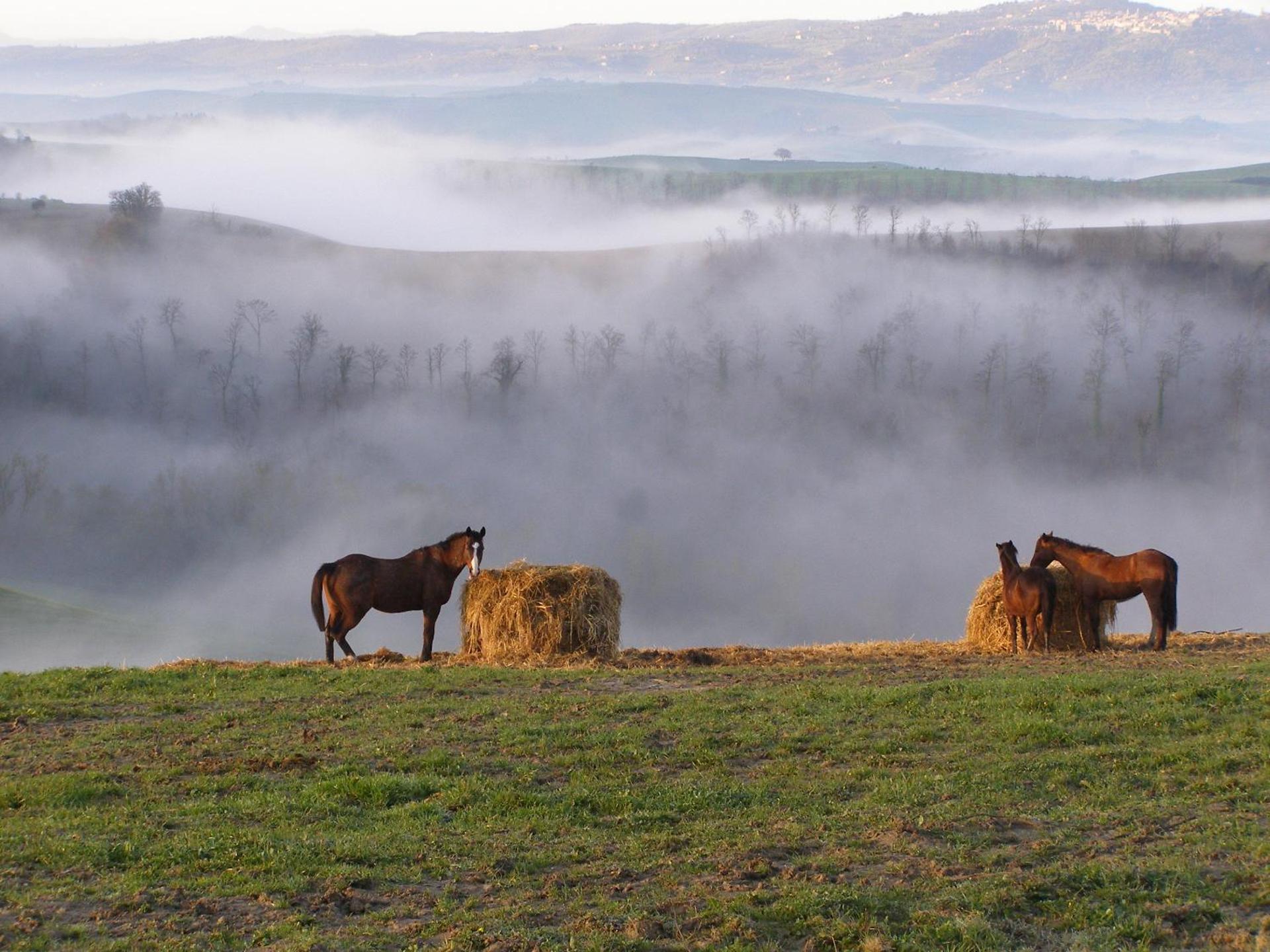Fattoria Pieve a Salti - Photo 23