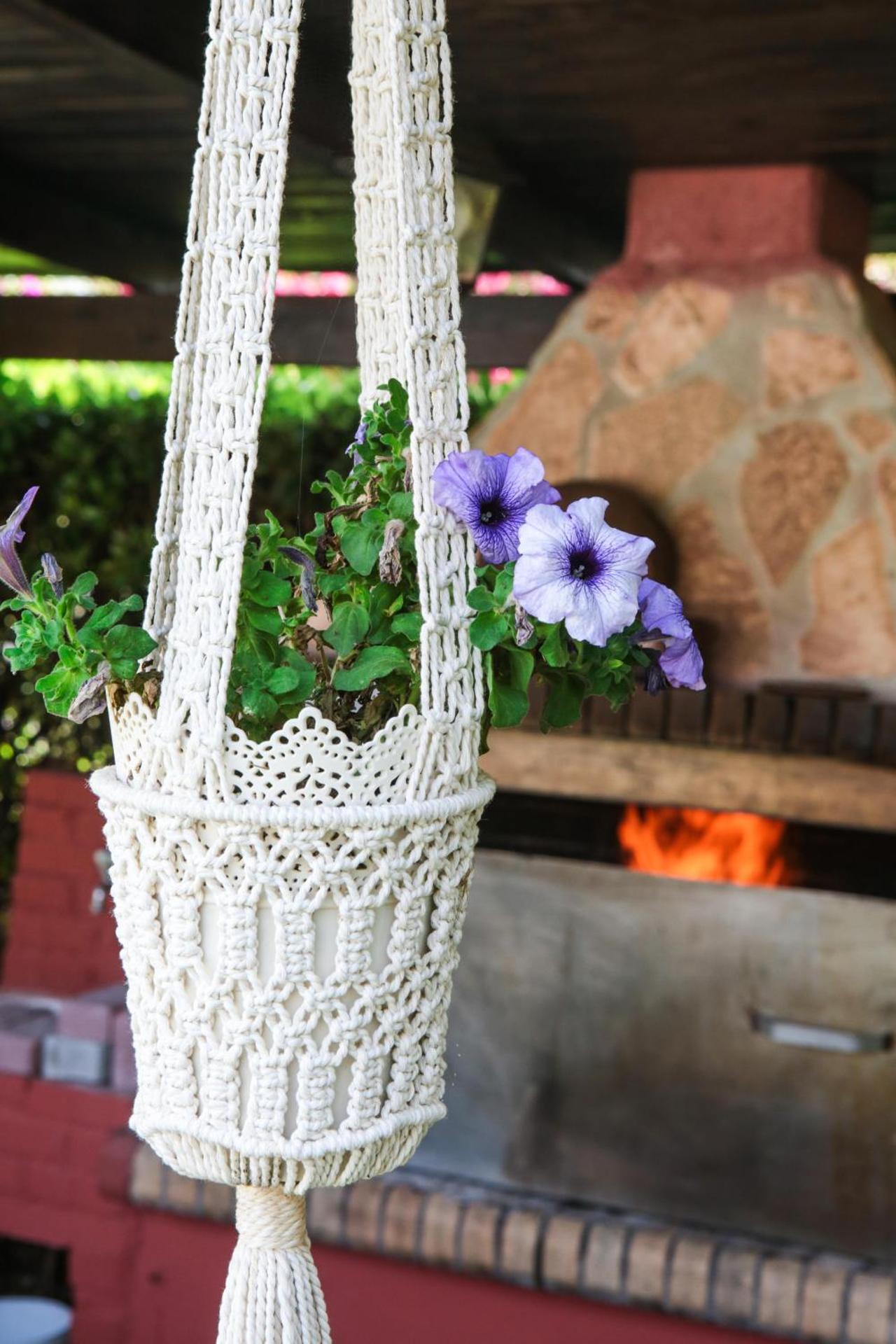 Dendrolivano - Photo 45