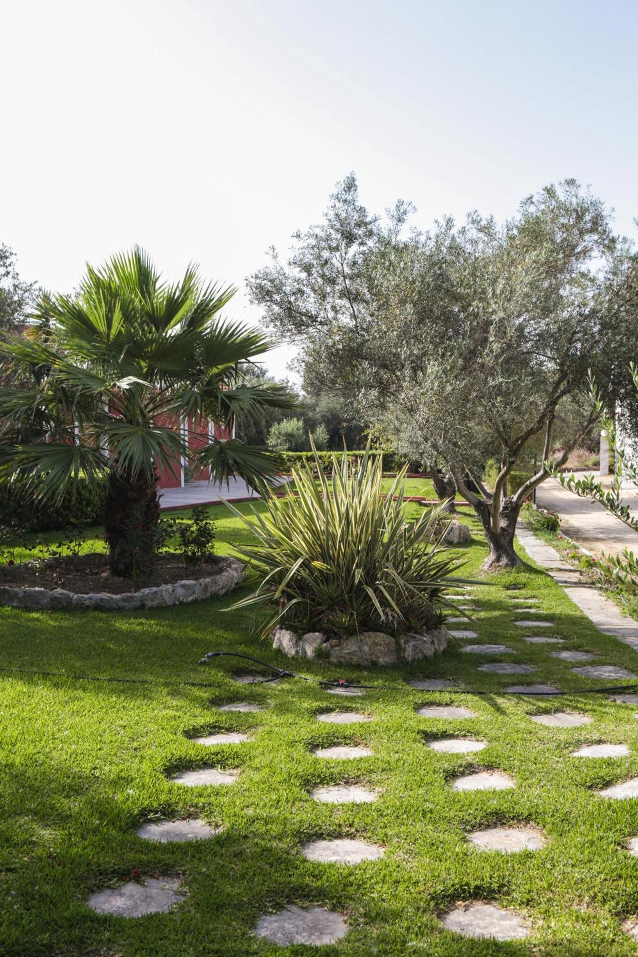 Dendrolivano - Photo 39