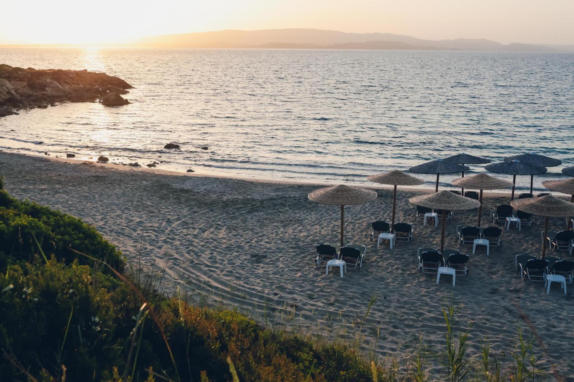 Dendrolivano - Photo 40