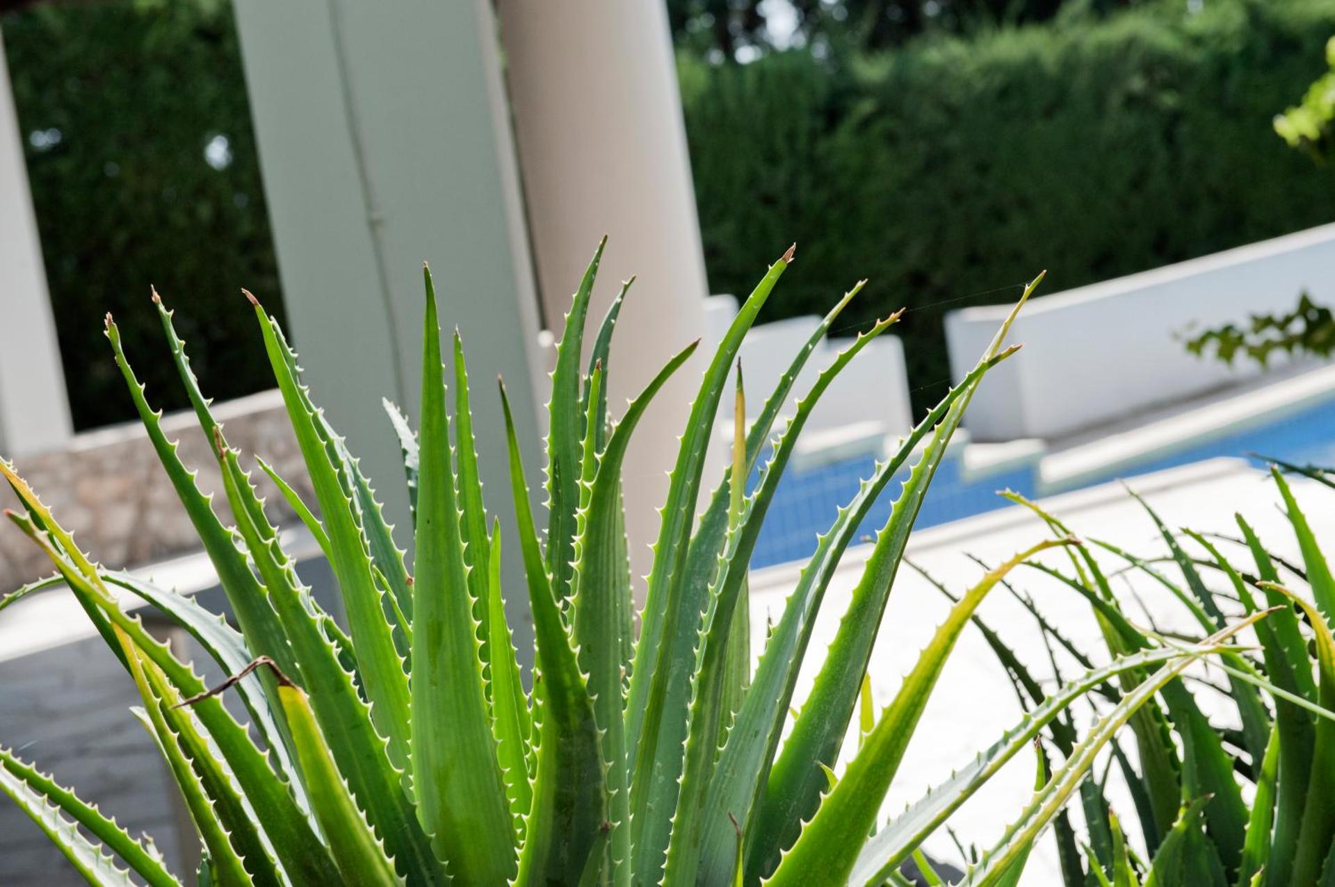 Villa Aurea - Photo 63