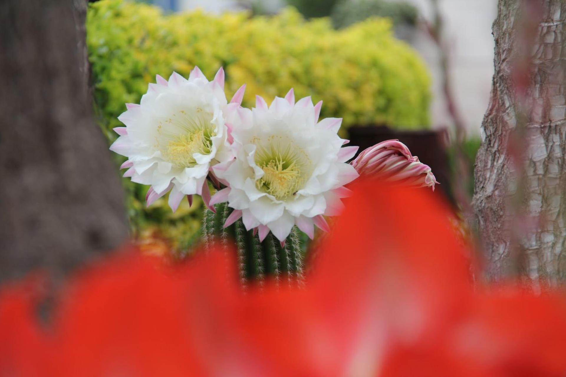 B&B La Rosa Blu - Photo 150